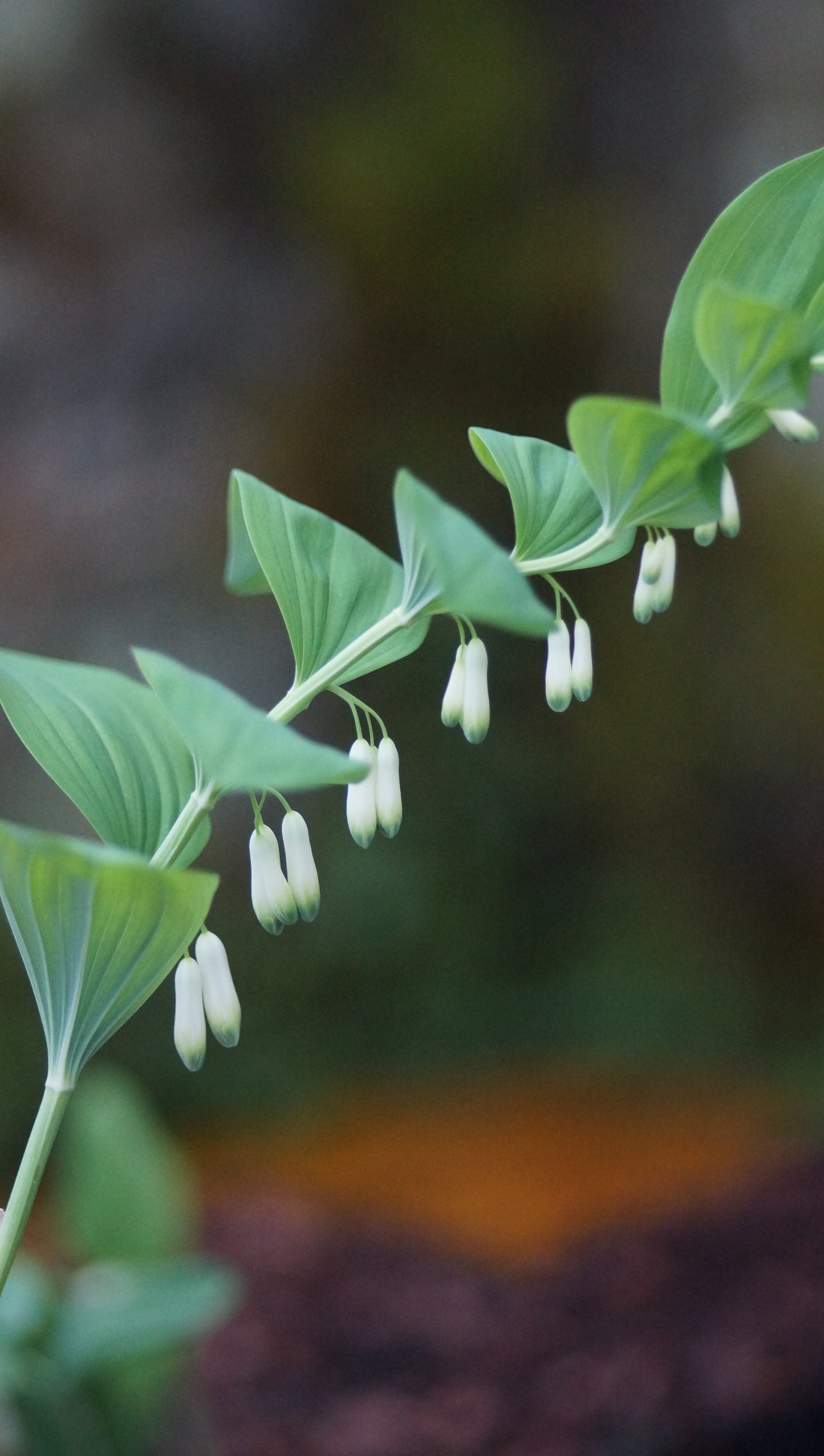 Polygonatum multiflorum - Vielblütiges Salomonssiegel