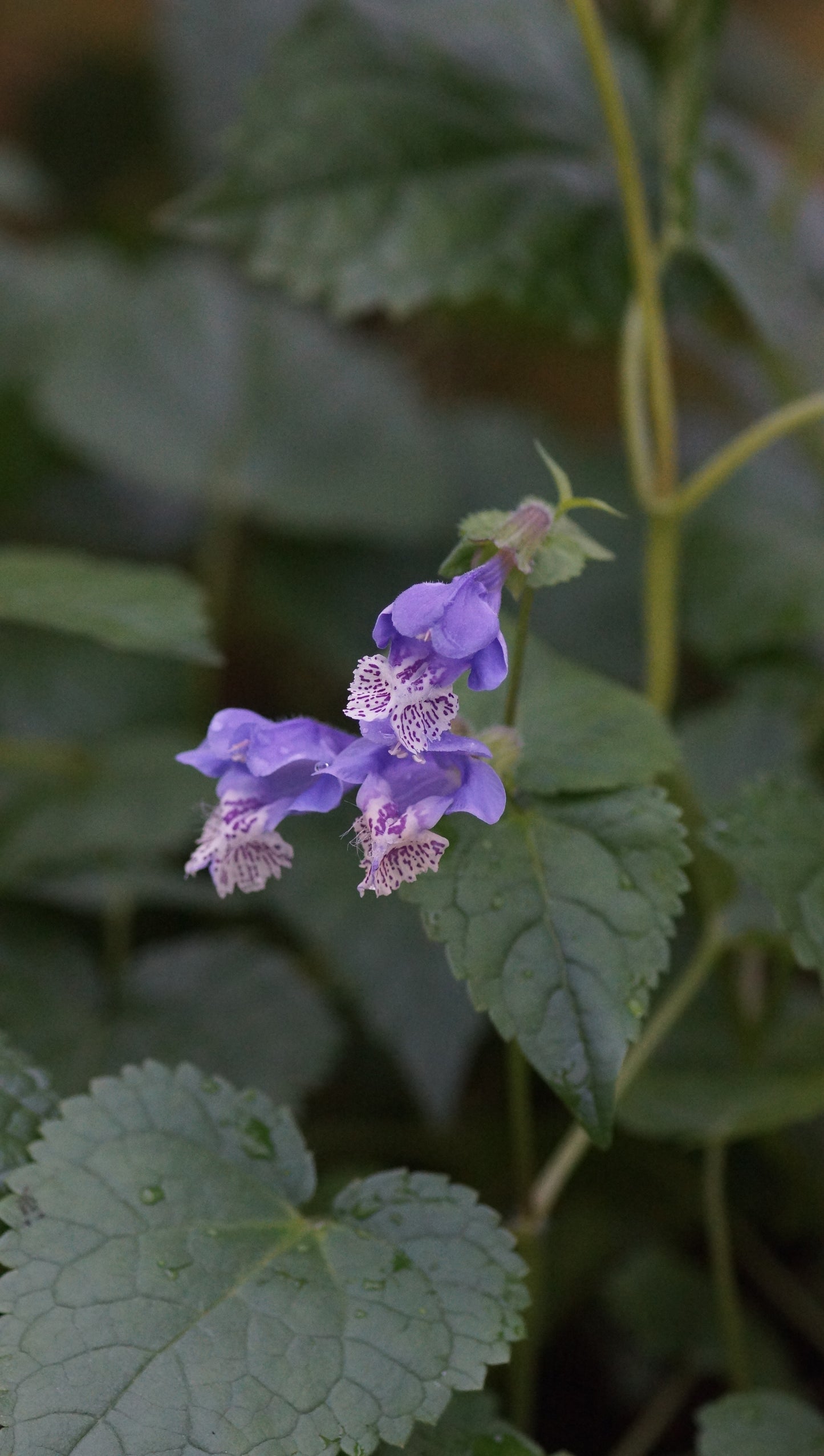 Meehania urticifolia 'Japanblau' - Japannessel
