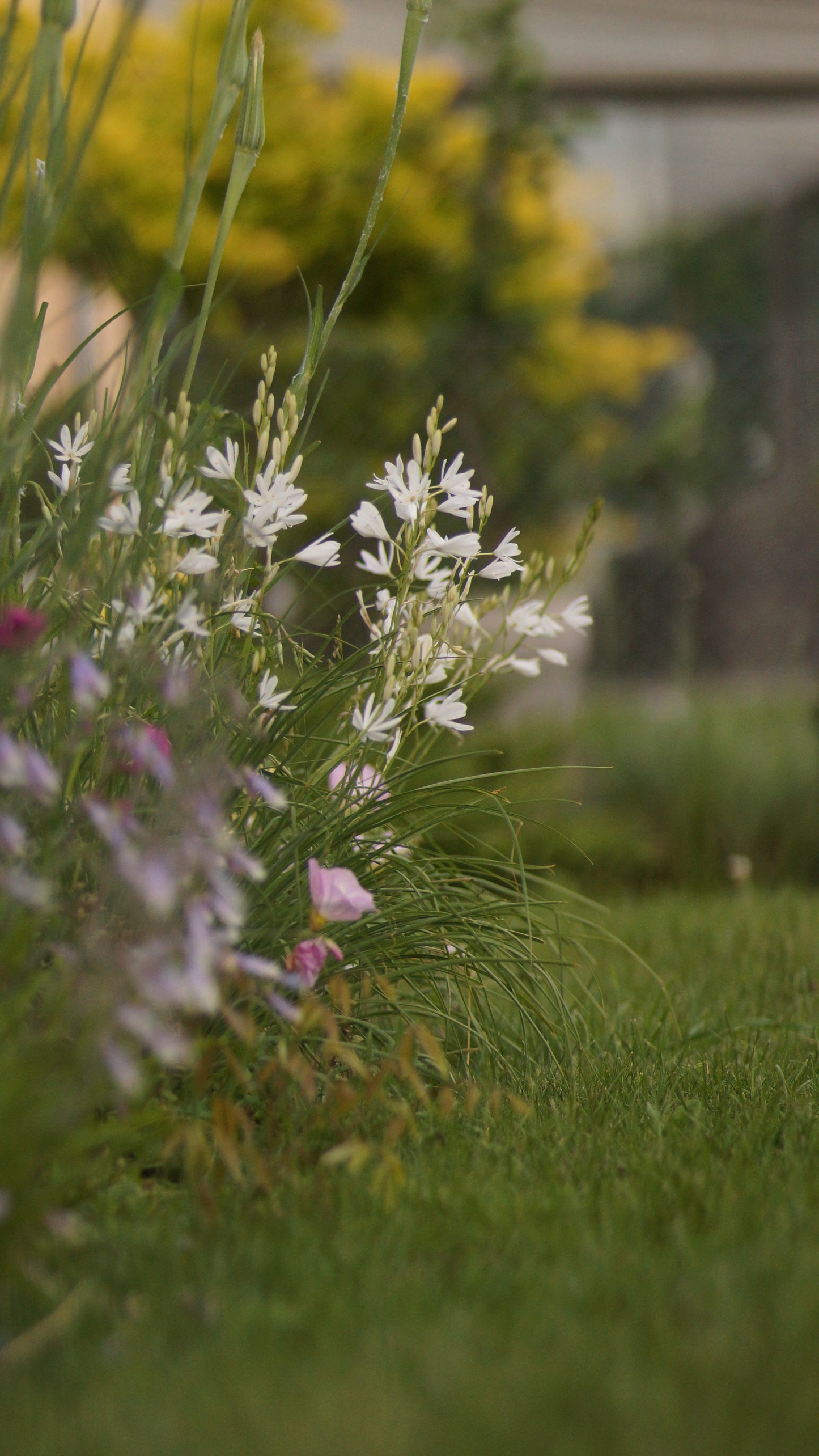 Anthericum liliago - Astlose Graslilie