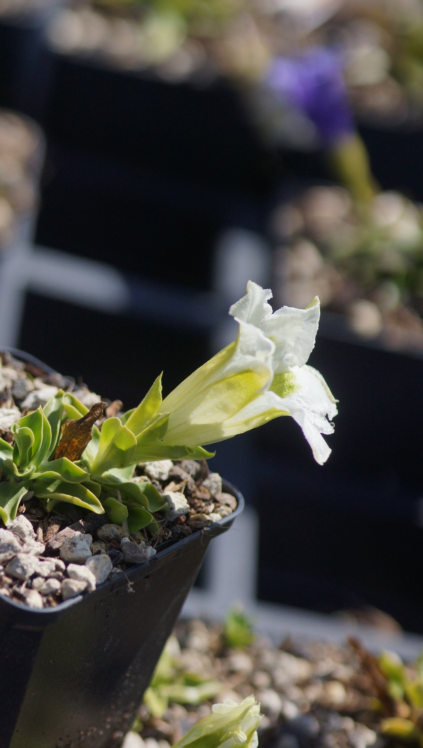 Gentiana acaulis 'Alba Weber' - Stängelloser Enzian