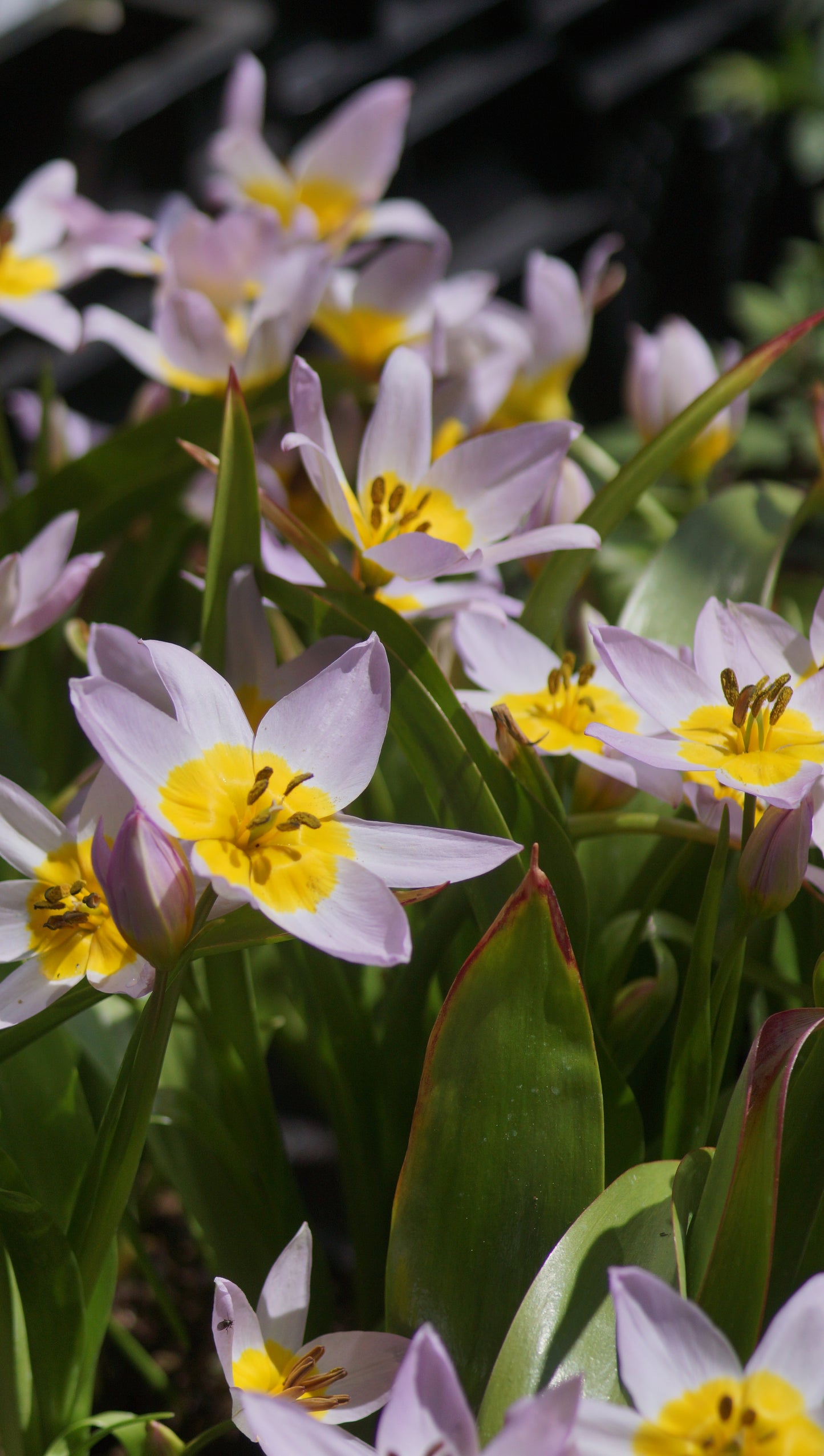 Tulipa saxatilis - Felsen-Tulpe