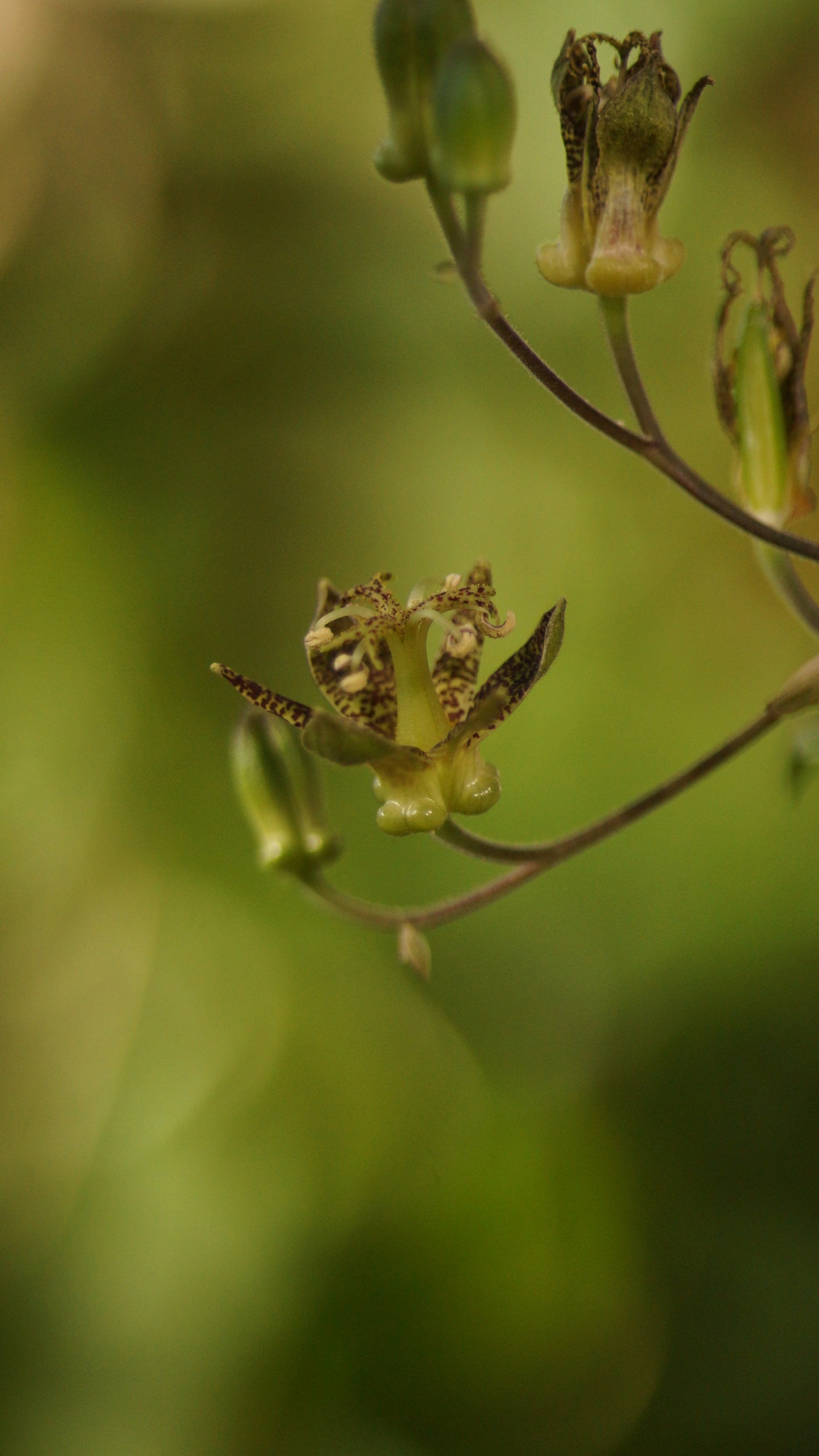 Tricyrtis puberula - Flaumhaarige Krötenlilie