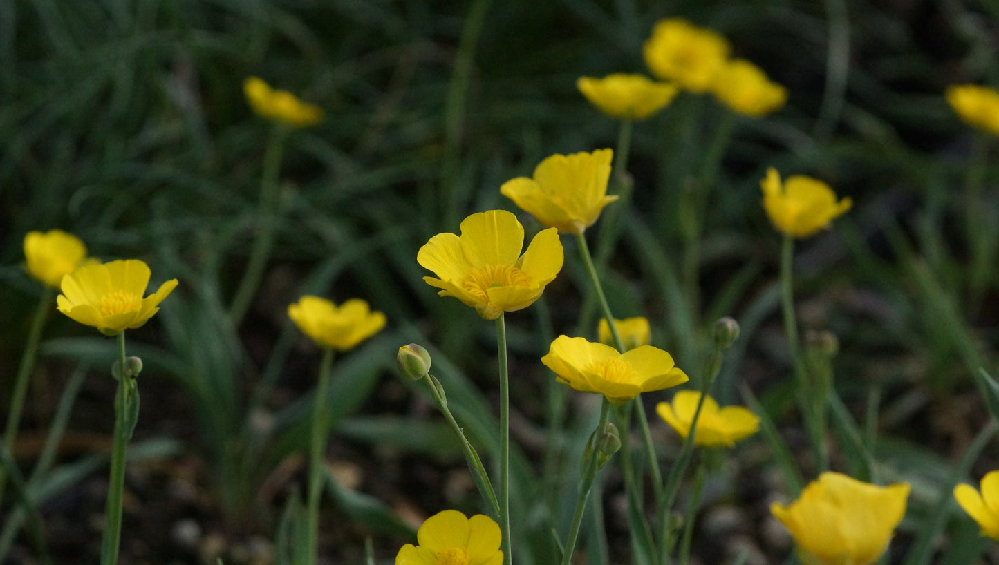 Ranunculus gramineus - Grasblättriger Hahnenfuss