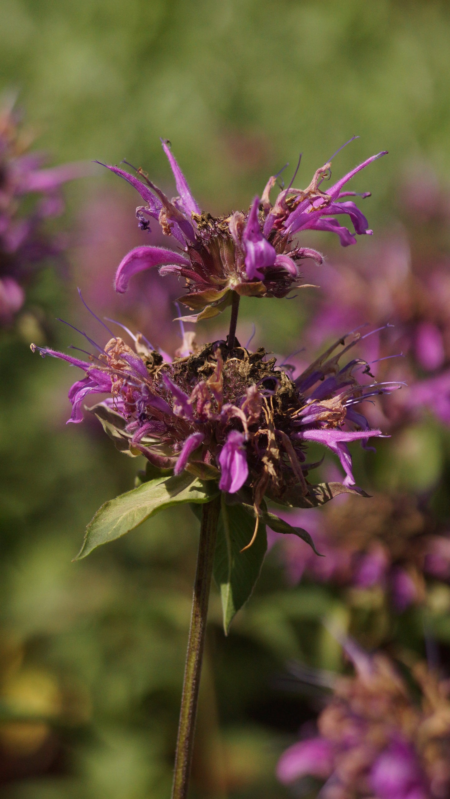 Monarda fistulosa x tetraploid - Rosen-Monarde