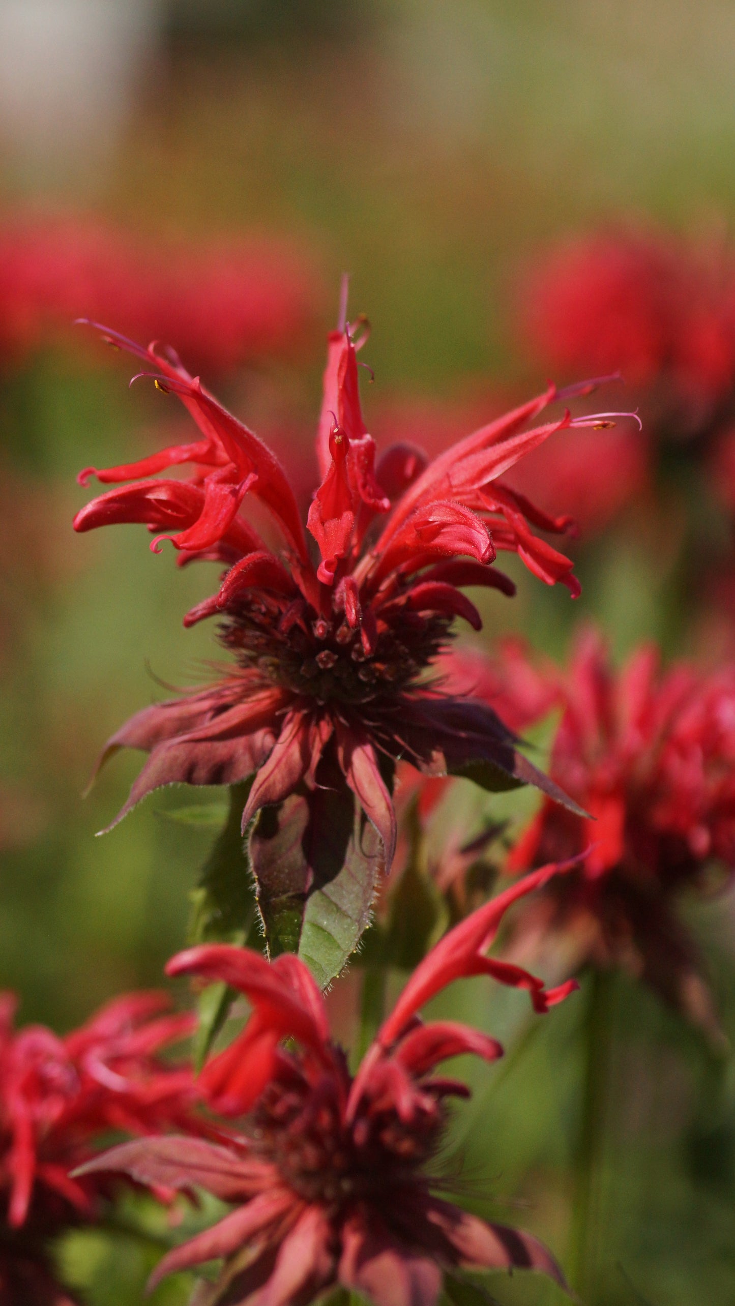 Monarda Fistulosa-Hybride 'Gardenview Scarlet' - Goldmelisse