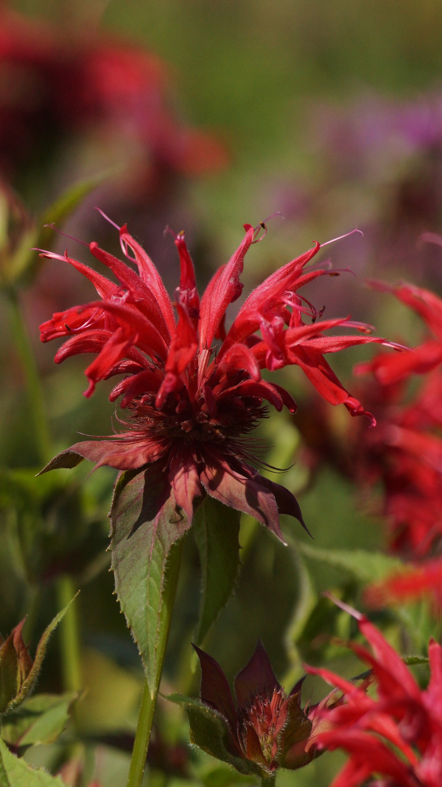 Monarda Fistulosa-Hybride 'Gardenview Scarlet' - Goldmelisse