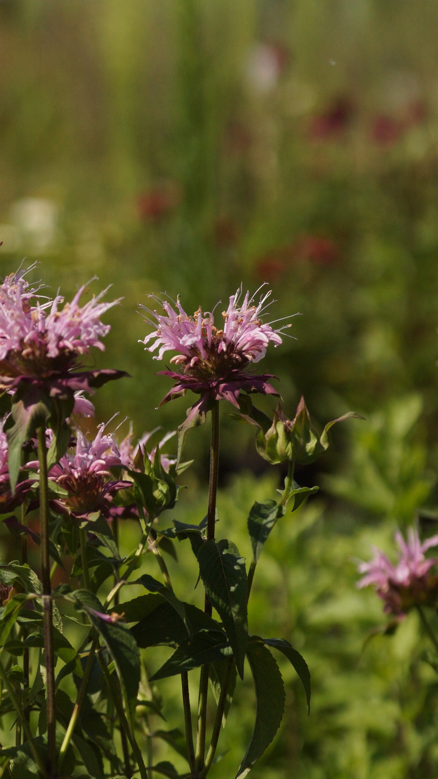 Monarda Fistulosa-Hybride 'Croftway Pink' - Goldmelisse