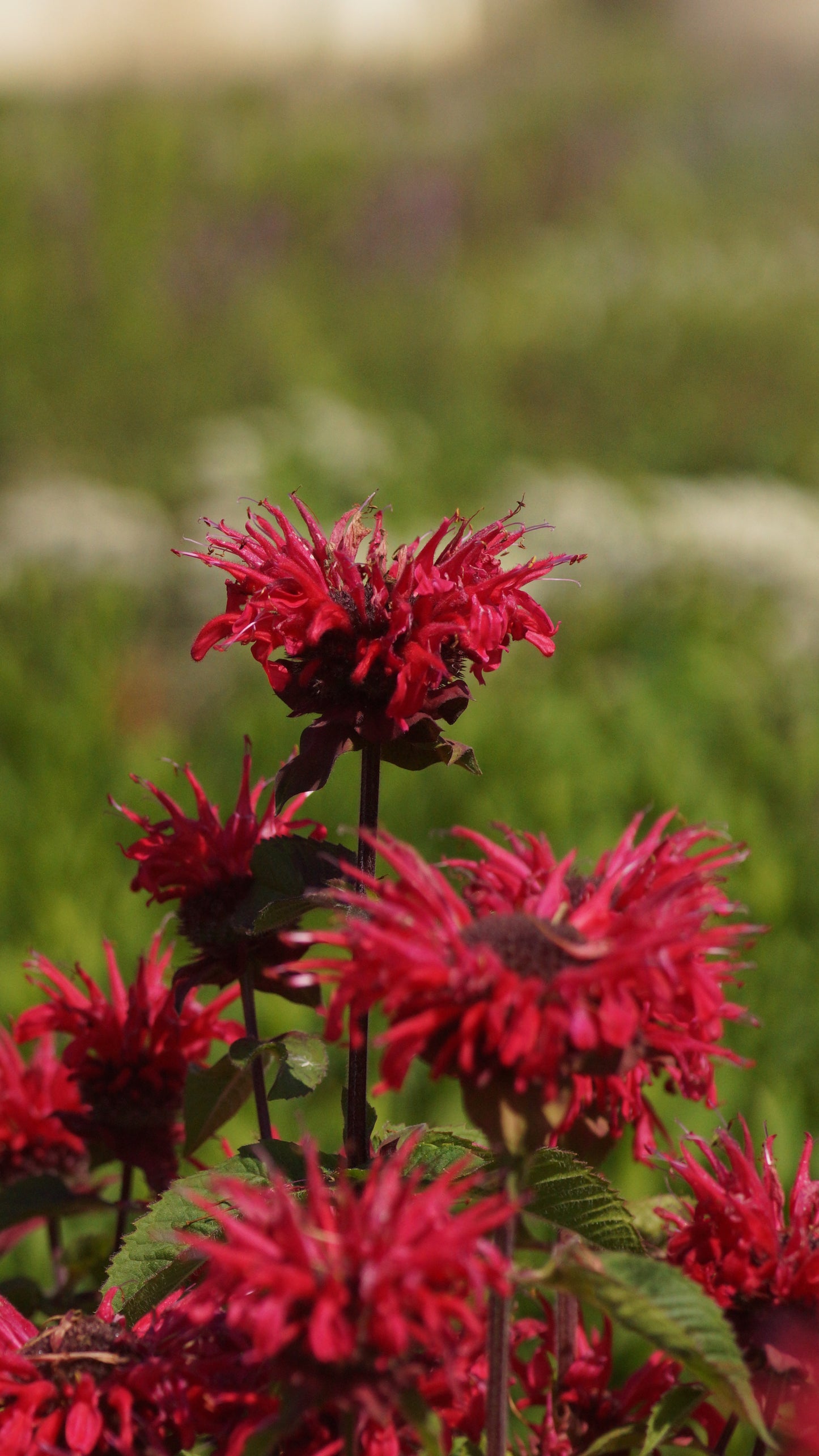 Monarda Didyma-Hybride 'Bee Happy®' - Goldmelisse