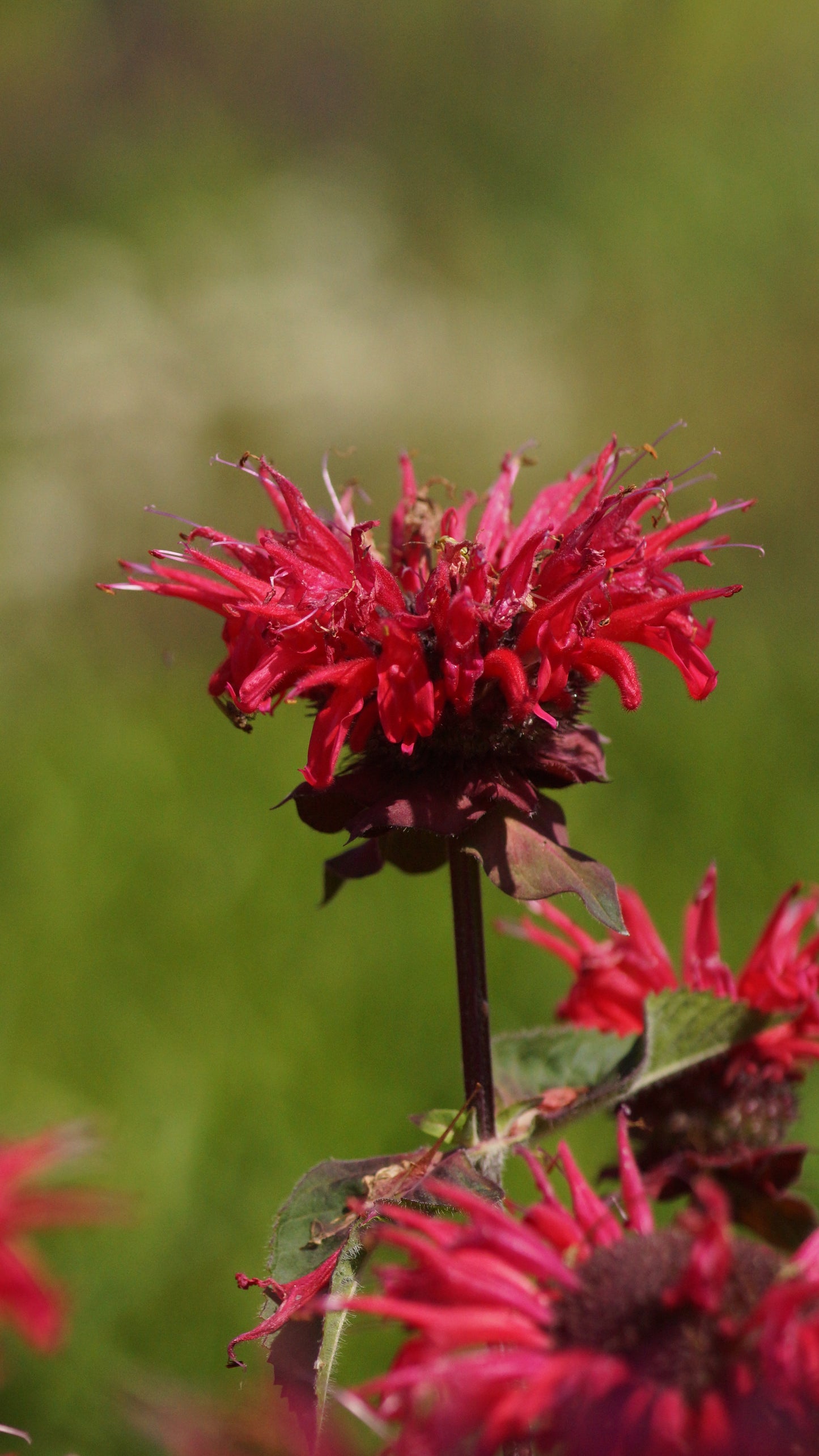 Monarda Didyma-Hybride 'Bee Happy®' - Goldmelisse