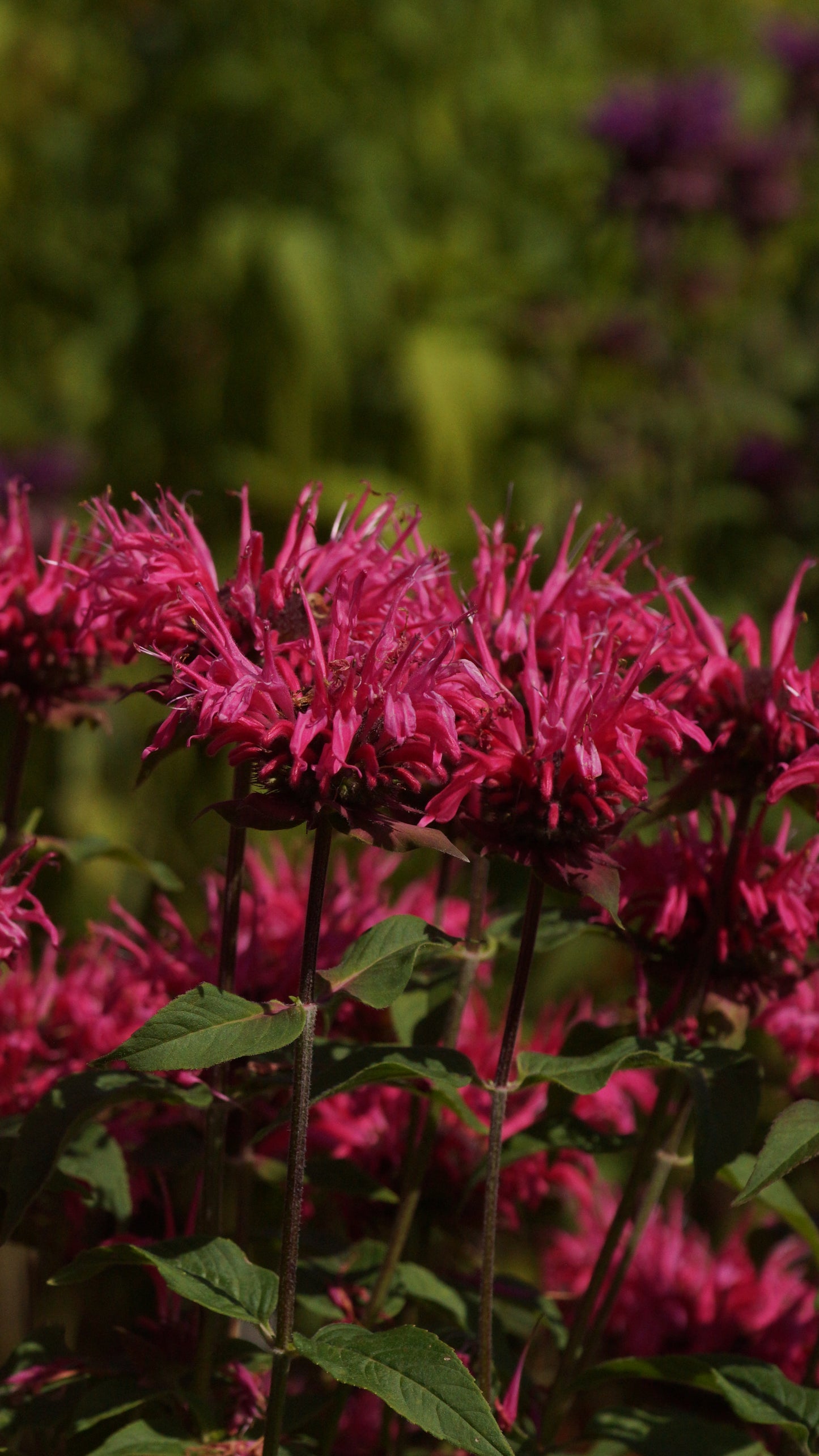 Monarda Fistulosa-Hybride 'Cambridge Scarlet' - Goldmelisse