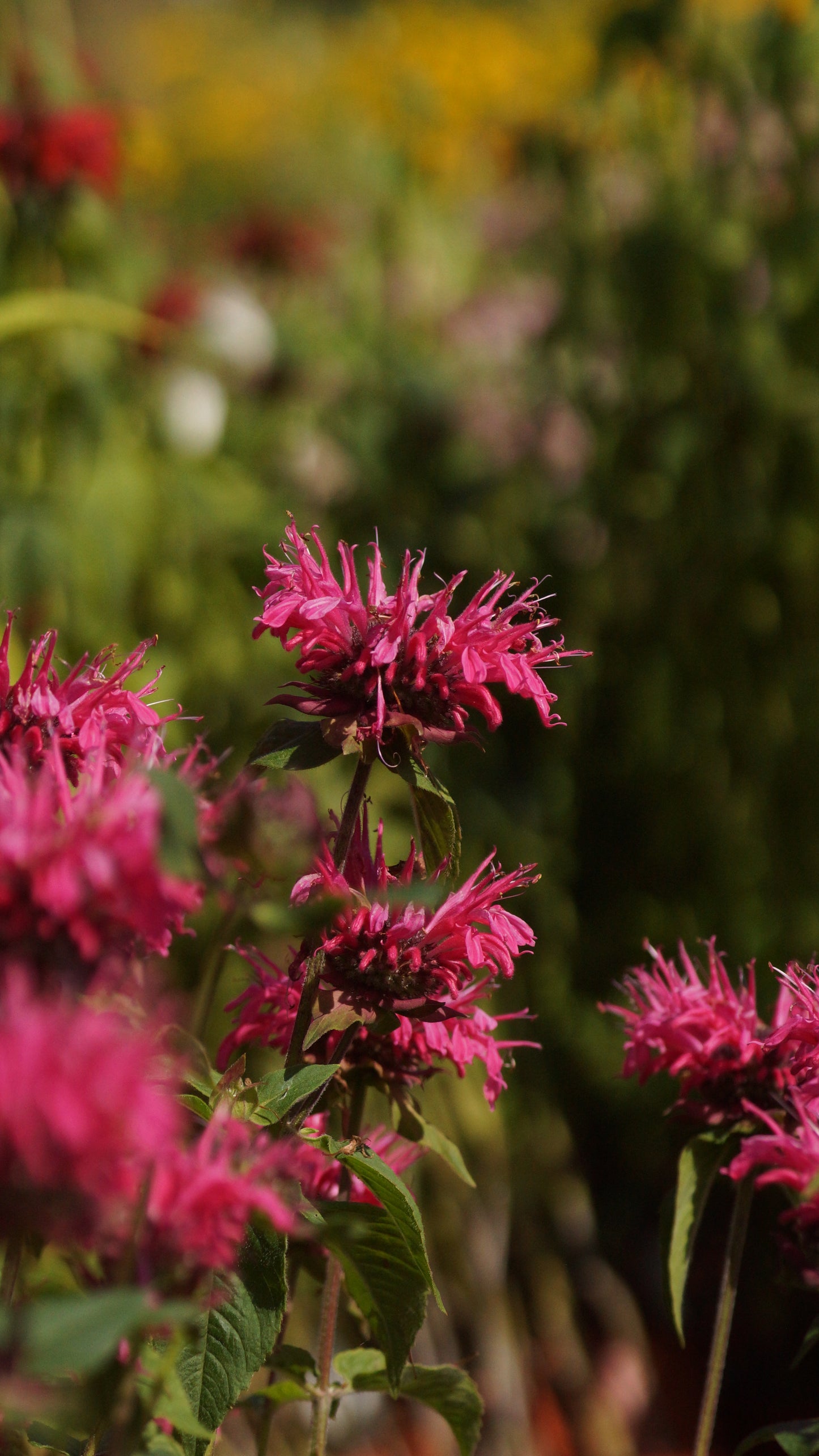 Monarda Fistulosa-Hybride 'Cambridge Scarlet' - Goldmelisse