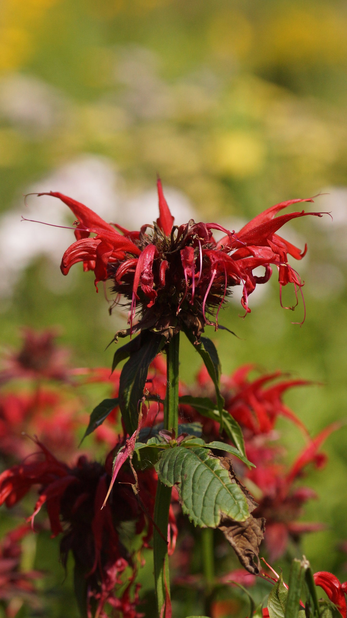 Monarda didyma 'Squaw' - Goldmelisse