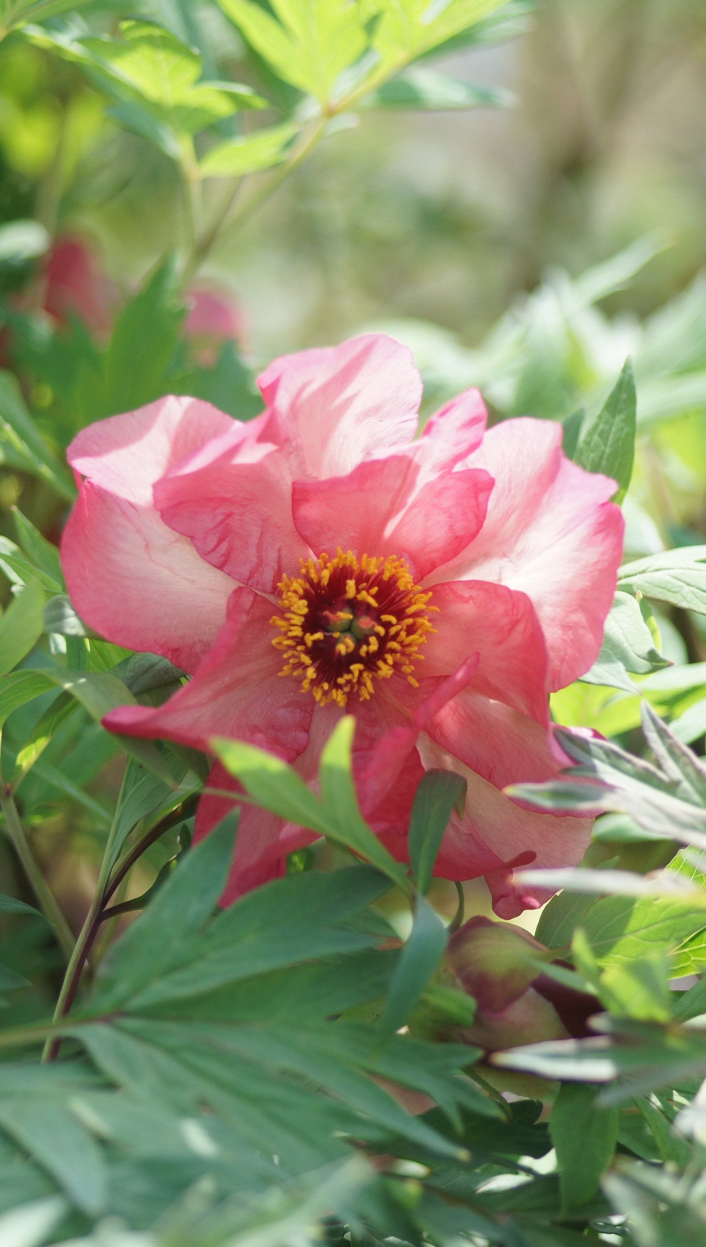 Paeonia Lutea-Hybride 'Renown' - Strauch-Pfingstrose