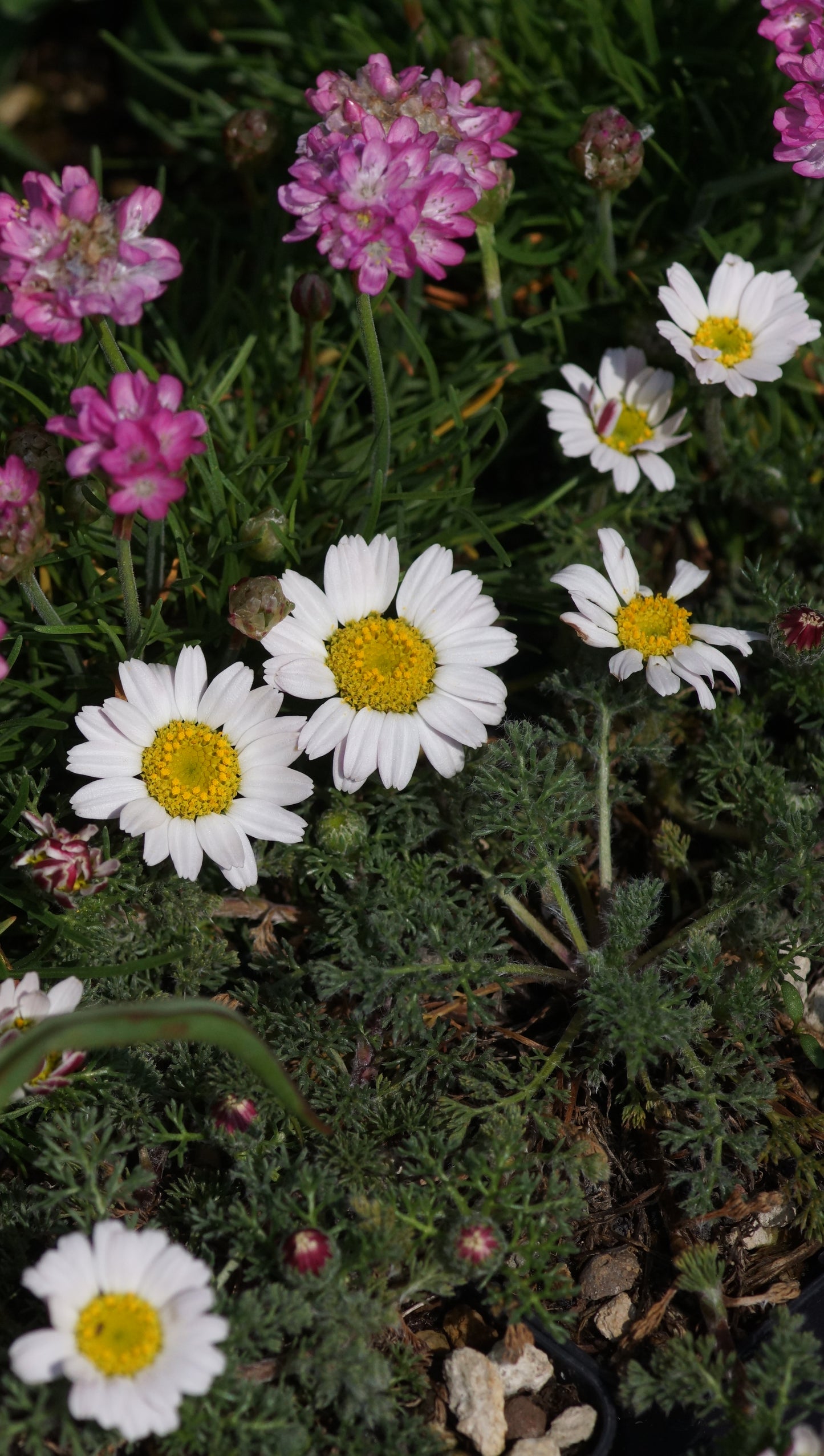 Anacyclus pyrethrum var. depressus f. compactum 'Silberkissen' - Marokkanischer Bertram