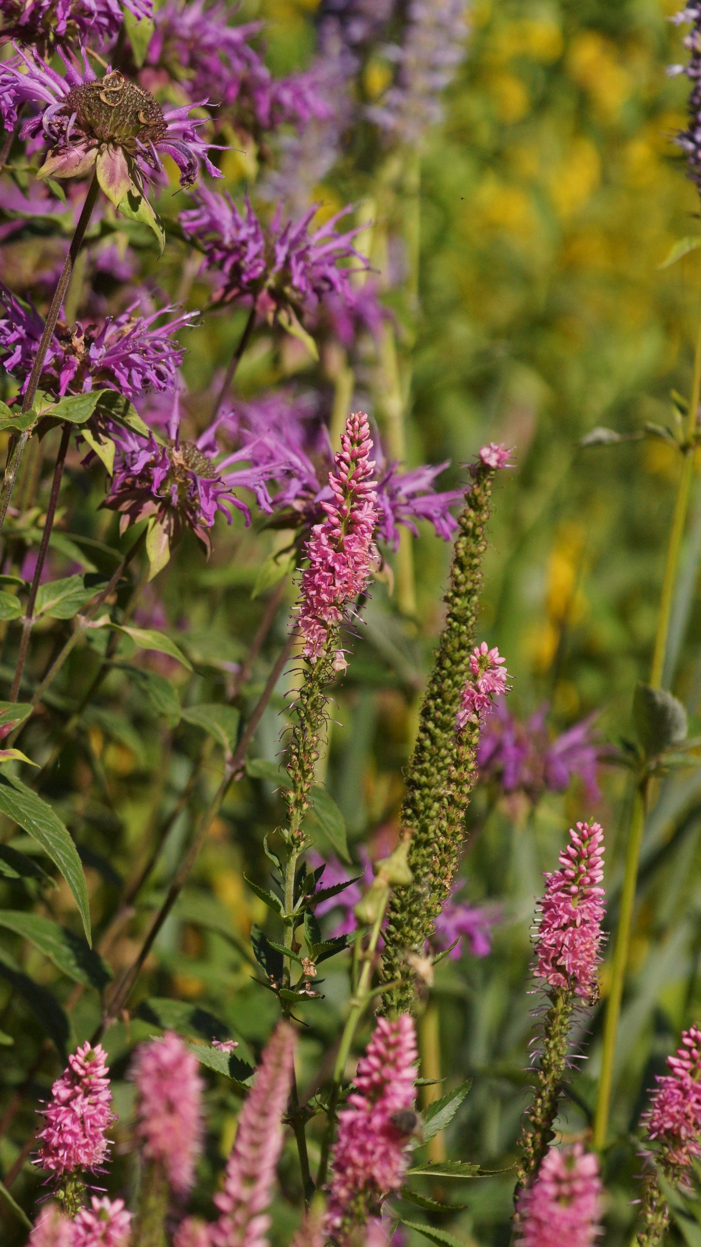 Veronica longifolia 'First Love' - Wiesen-Ehrenpreis
