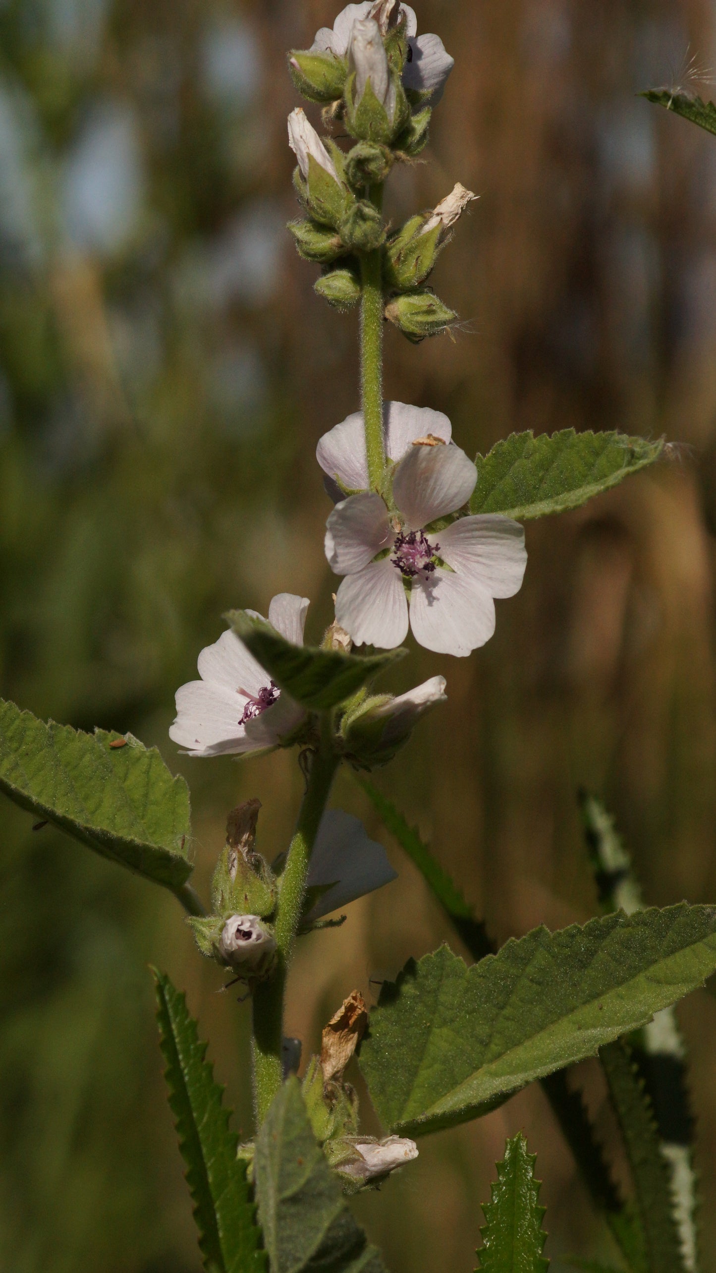 Althea officinalis - Echter Eibisch