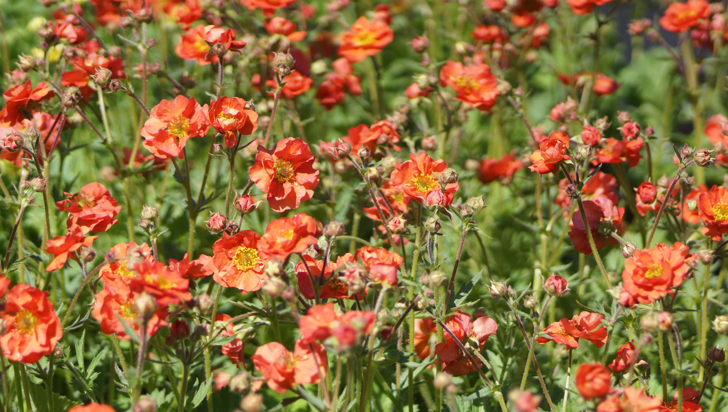Geum Hybride 'Scarlet Temptest®' - Nelkenwurz