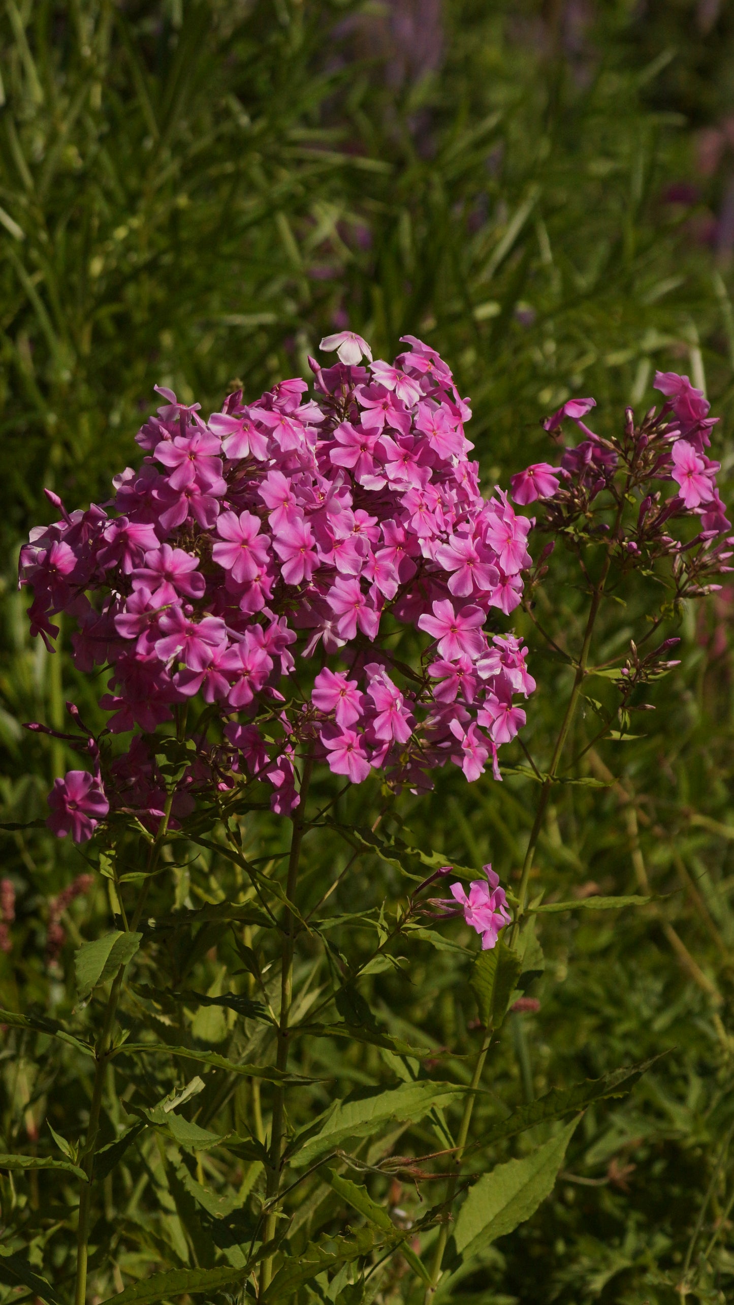 Phlox paniculata 'Christine' - Hoher Stauden-Phlox