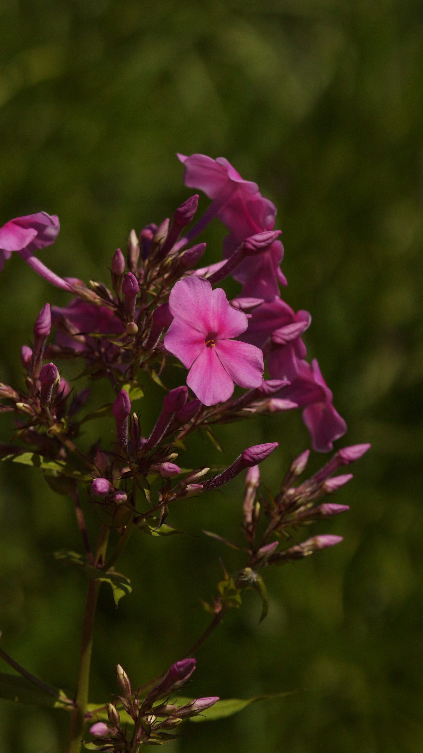 Phlox paniculata 'Christine' - Hoher Stauden-Phlox