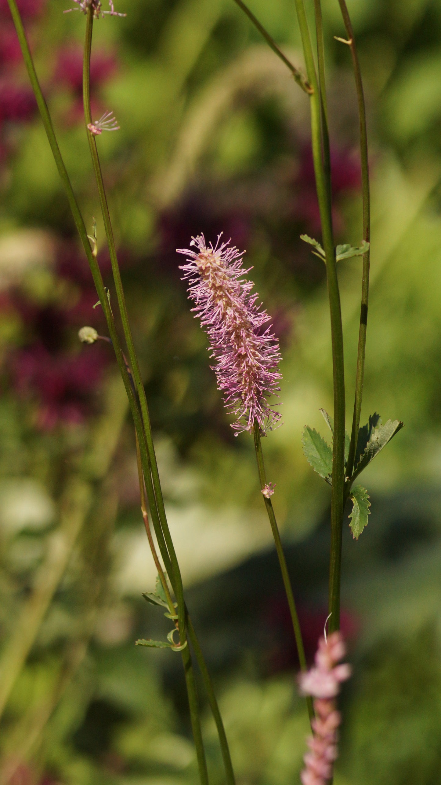 Sanguisorba obtusa 'Weihenstephan' - Hoher Wiesenknopf