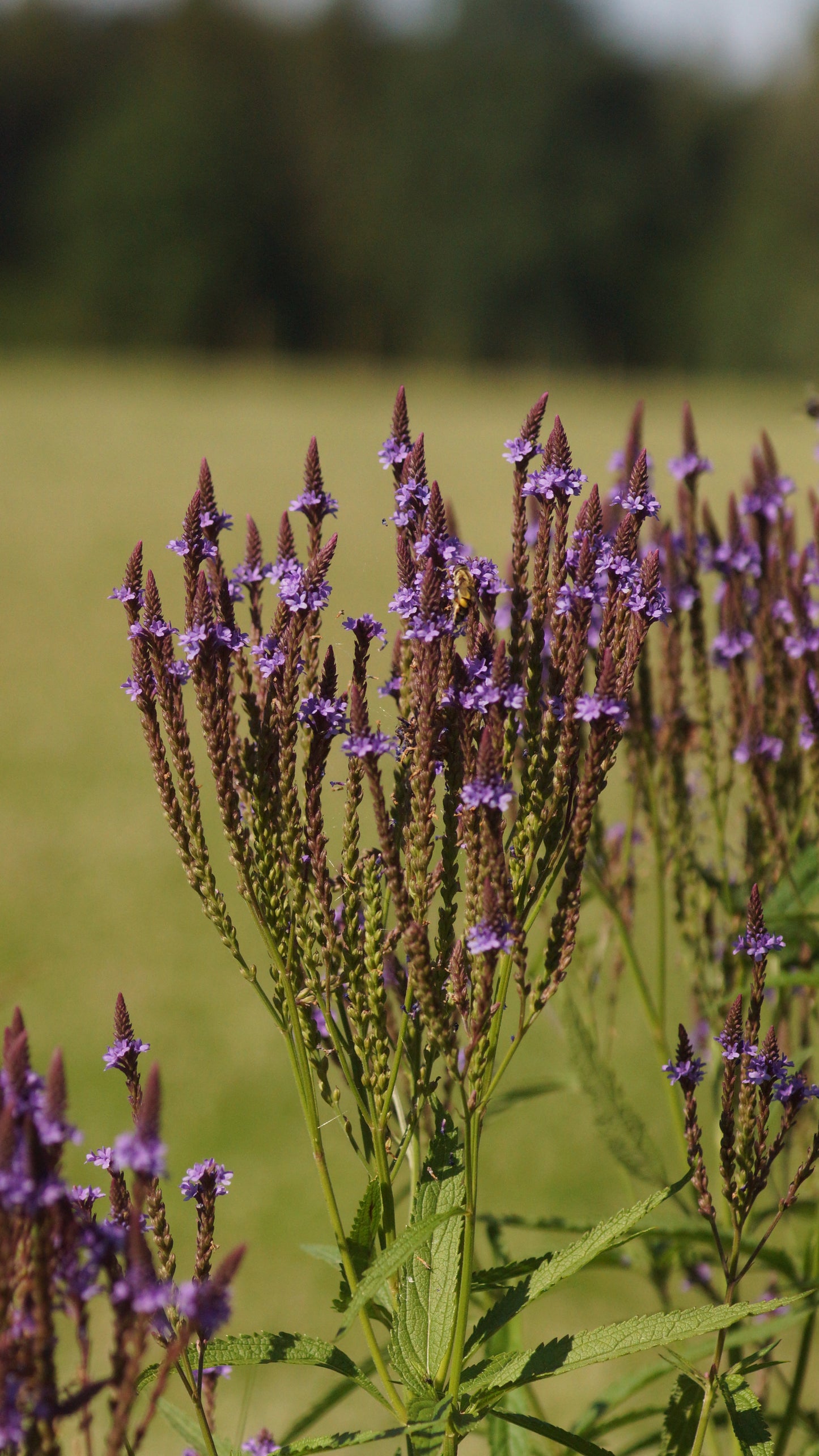 Verbena hastata 'Blue Spires' - Lanzen-Eisenkraut