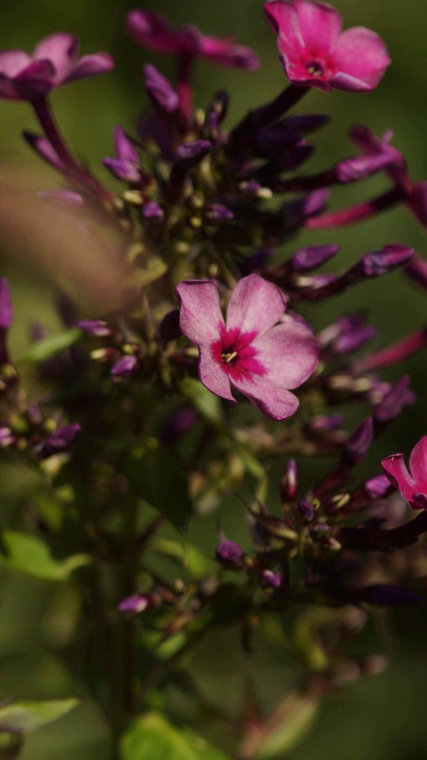 Phlox paniculata 'Mister Iks' - Hoher Stauden-Phlox