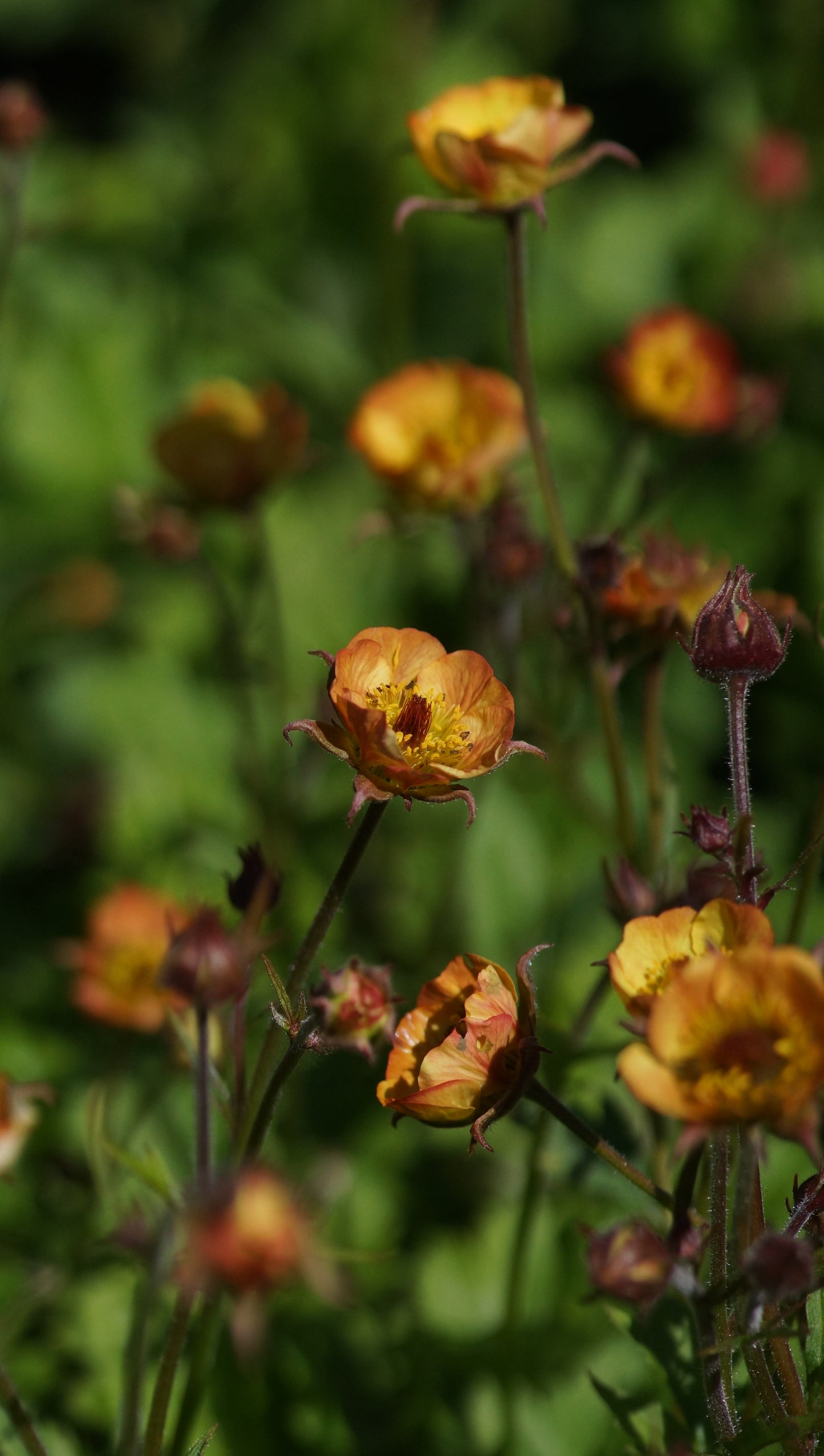 Geum Hybride 'Tequila Sunrise' - Nelkenwurz