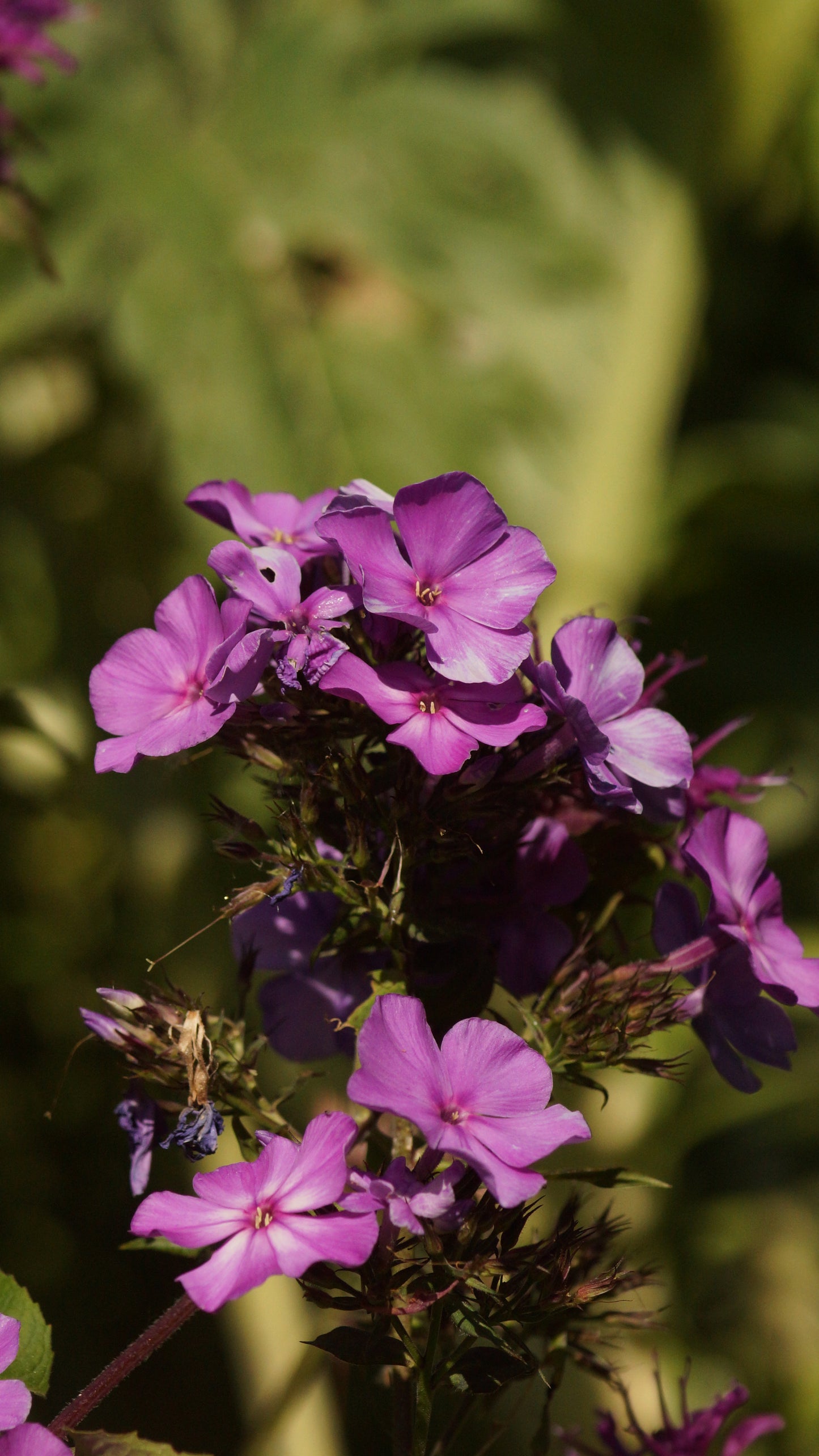 Phlox paniculata 'Blue Paradise' - Hoher Stauden-Phlox