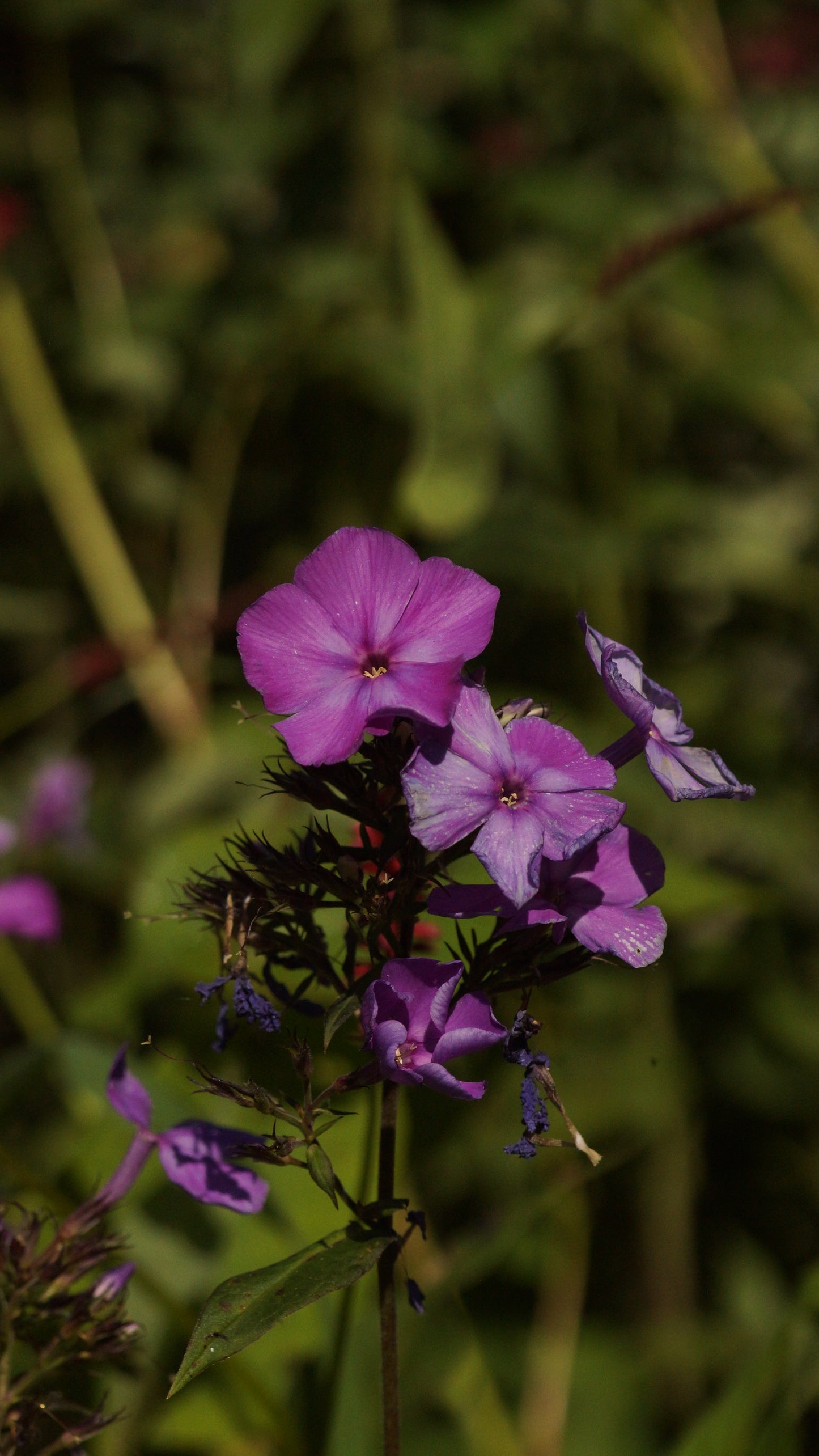 Phlox paniculata 'Blue Paradise' - Hoher Stauden-Phlox