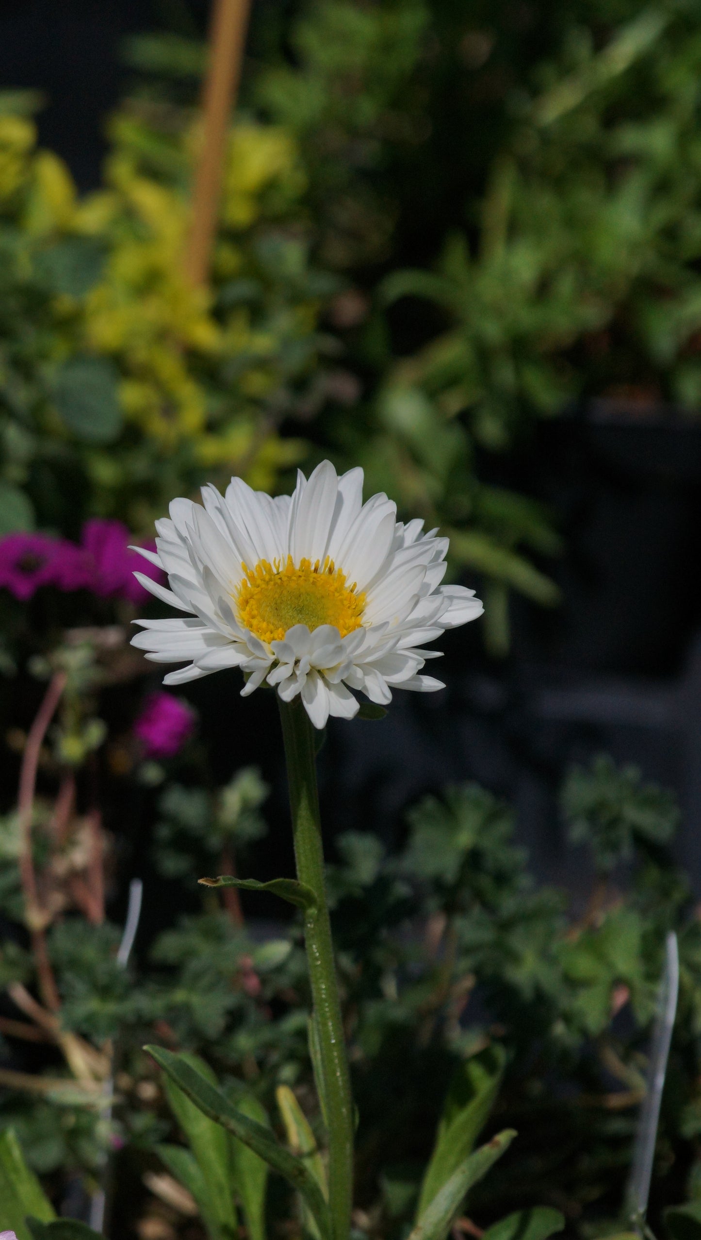 Aster alpinus 'Albus' - Alpen-Aster