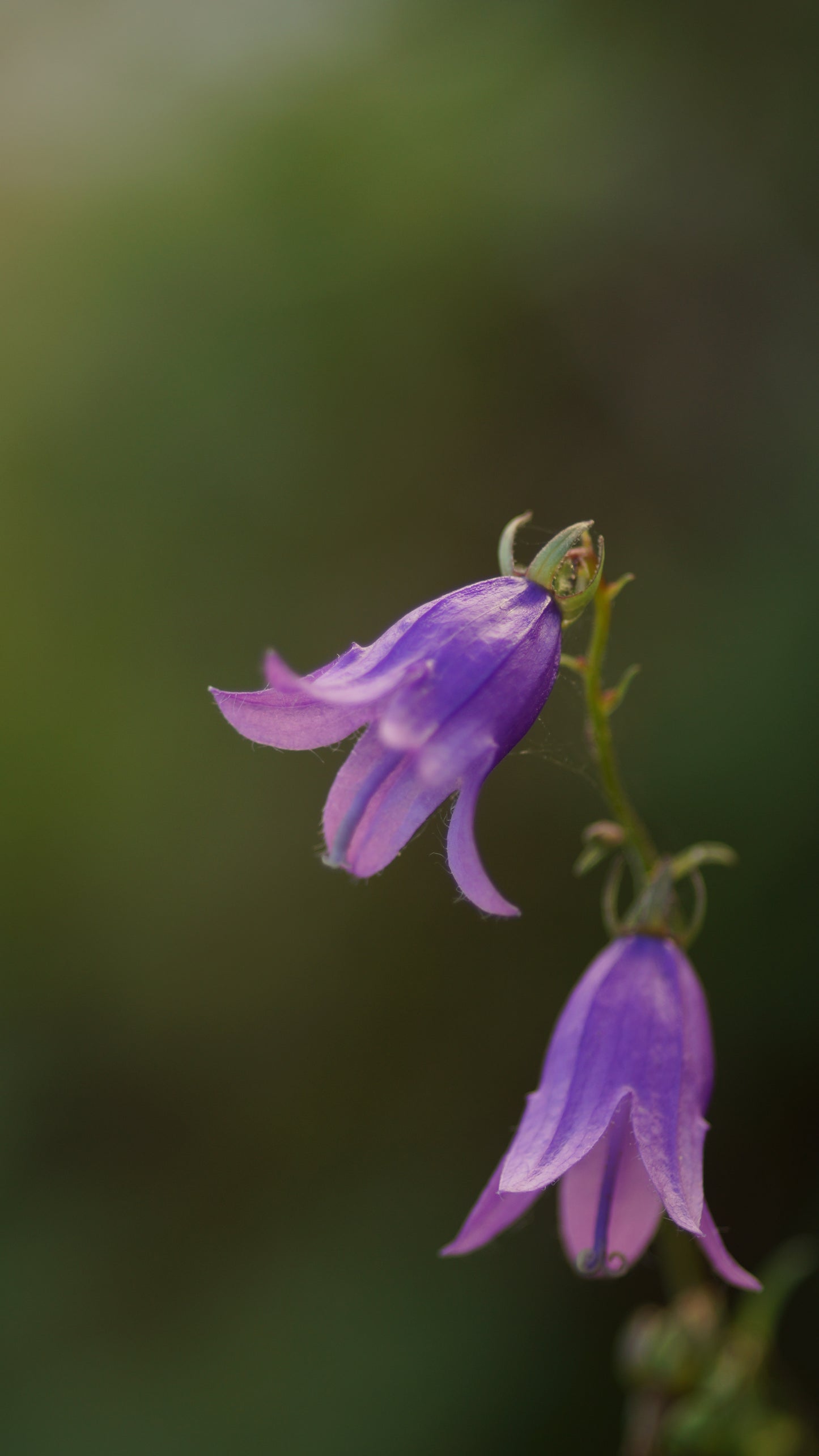 Campanula rapunculoides - Acker-Glockenblume