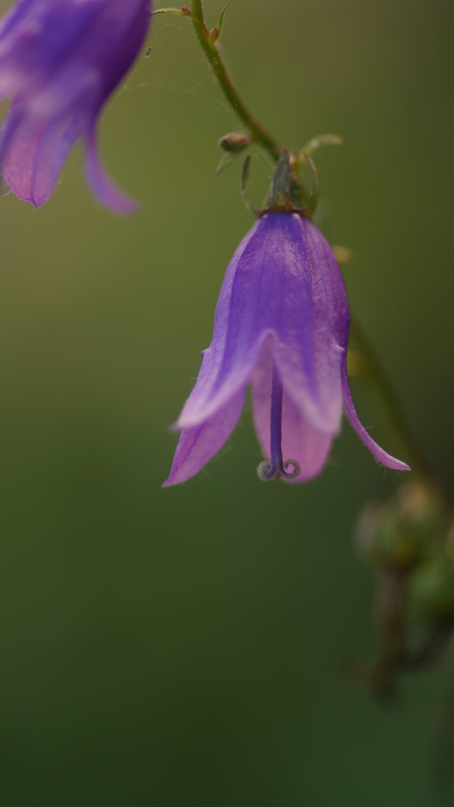 Campanula rapunculoides - Acker-Glockenblume