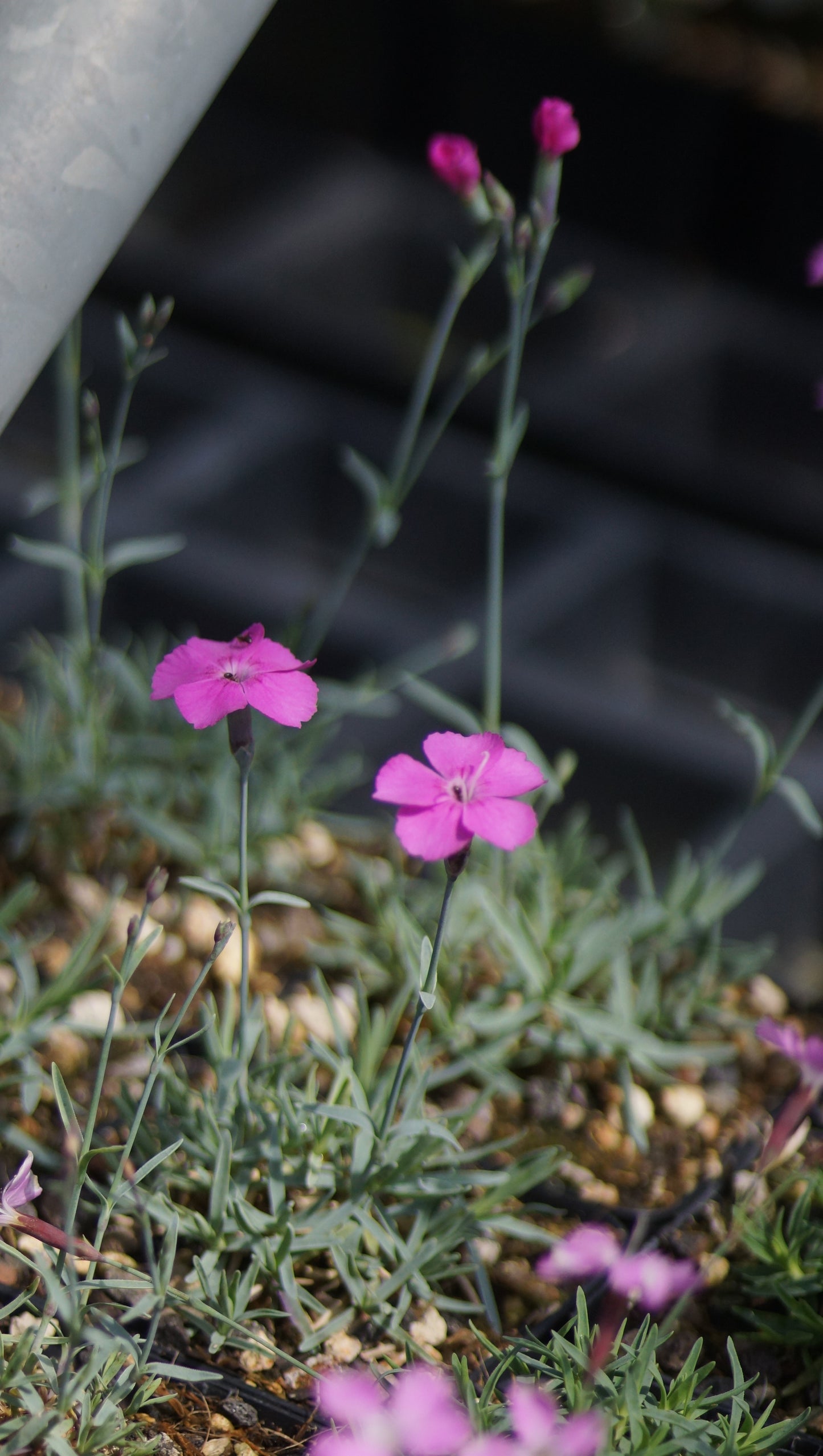 Dianthus gratianopolitanus 'Babi Lom'- Pfingst-Nelke