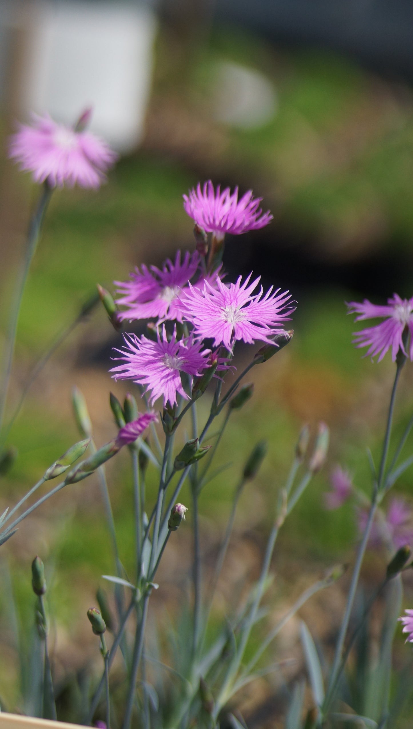 Dianthus anderwoodii - Anderwood Nelke