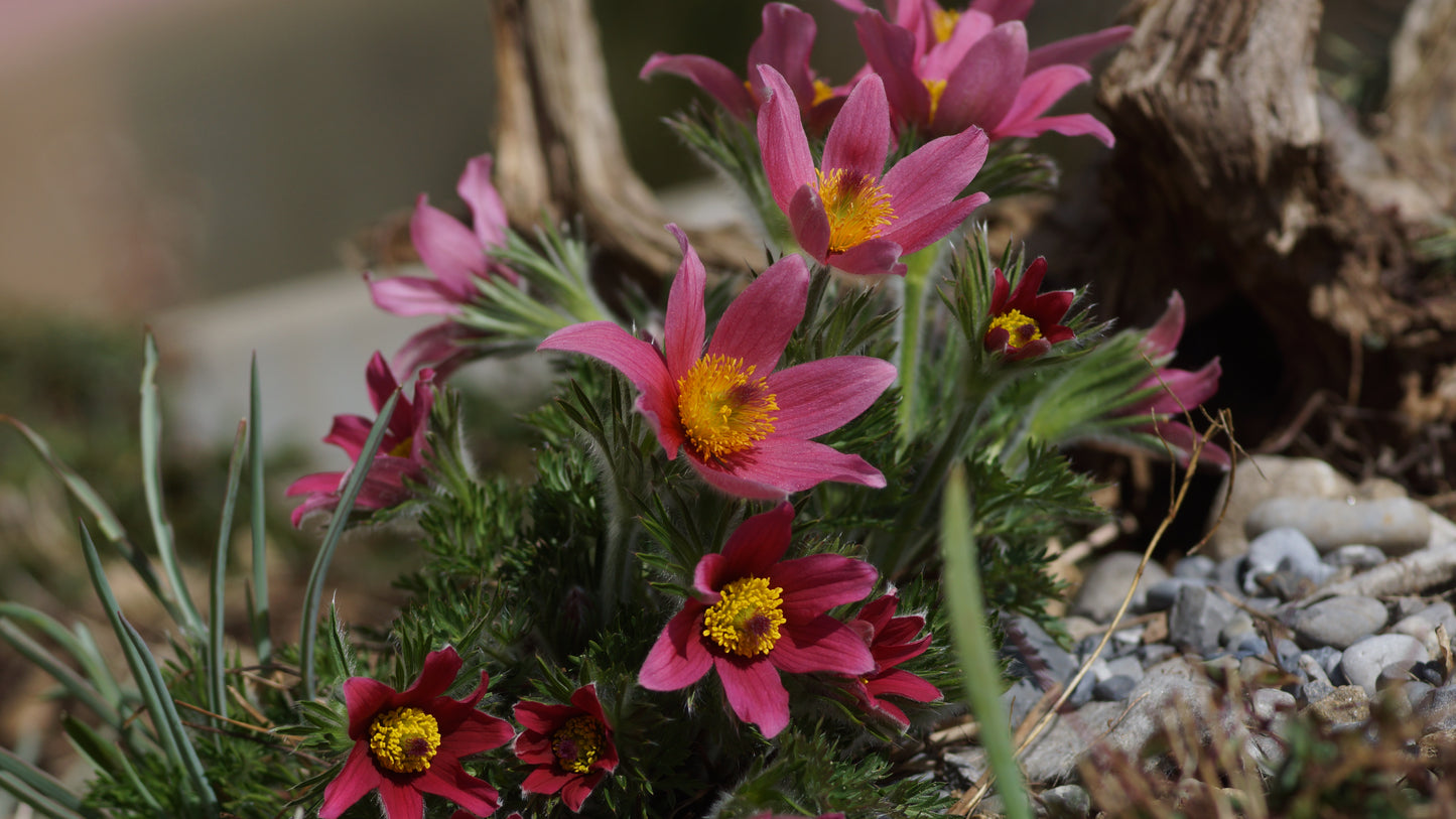 Pulsatilla vulgaris 'Rote Glocke' - Küchenschelle