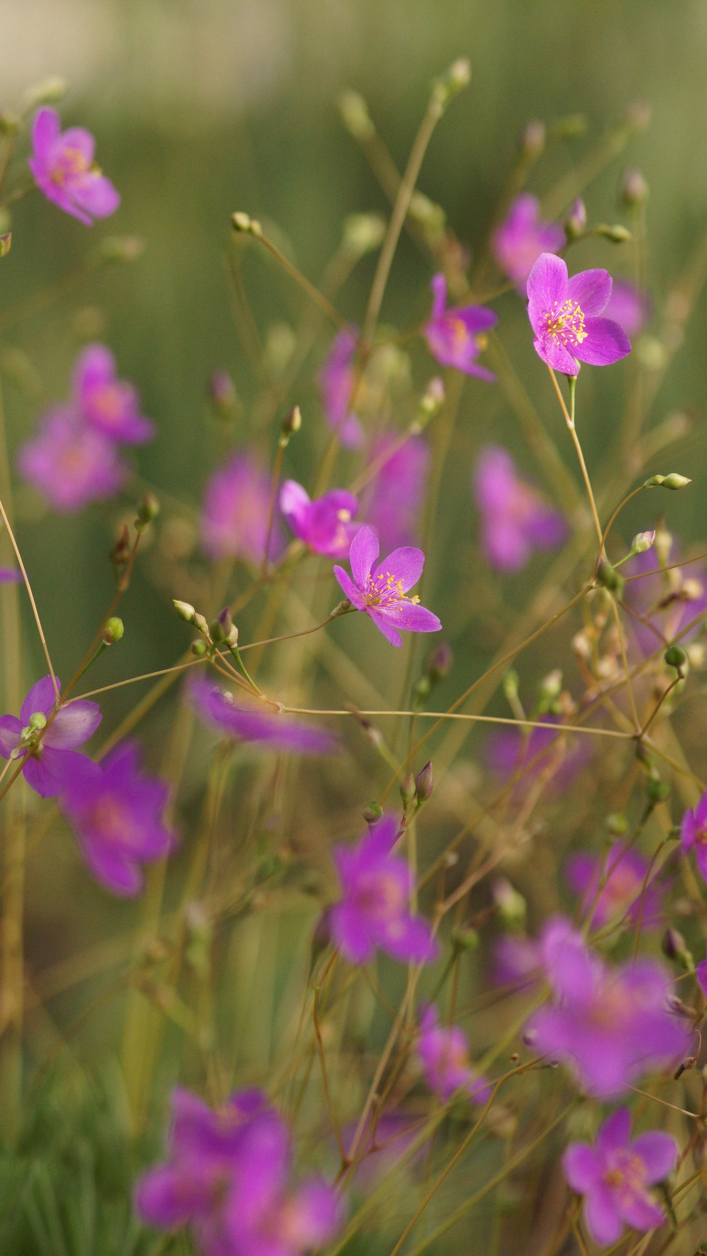Talinum calycinum (Syn. Phemeranthus calycinus) - Scheinportulak