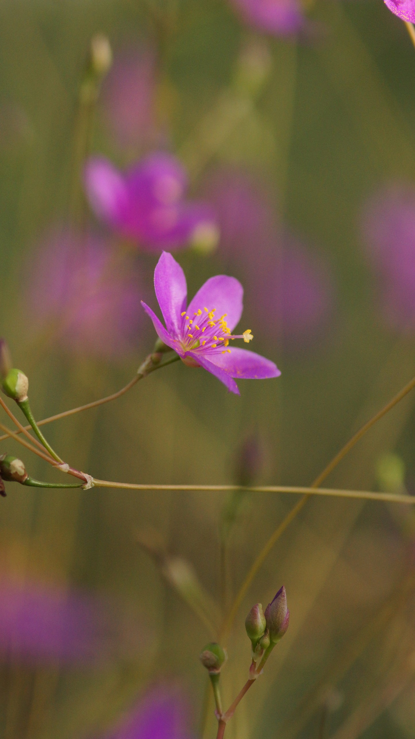 Talinum calycinum (Syn. Phemeranthus calycinus) - Scheinportulak