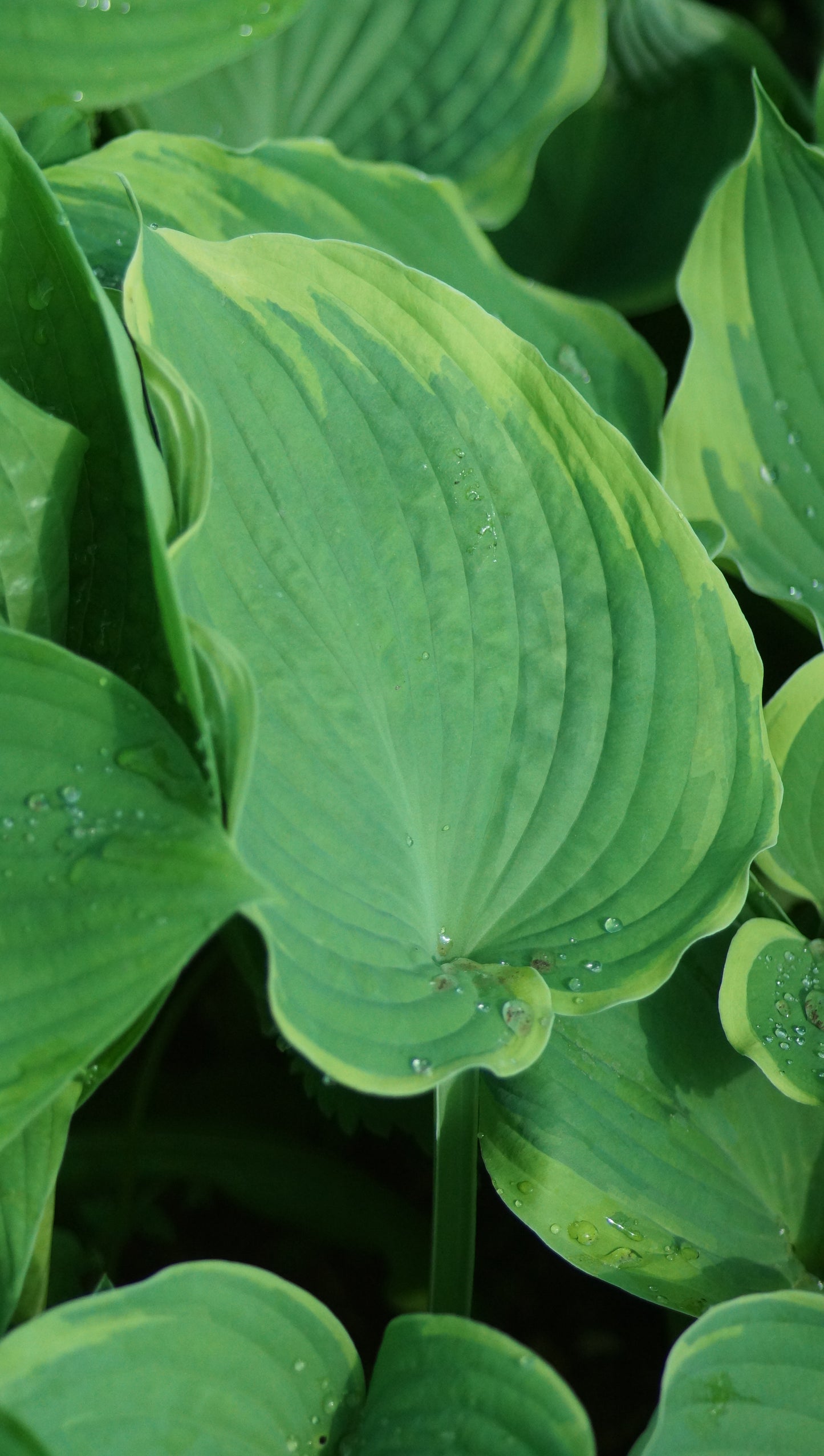 Hosta Hybride 'Earth Angel' - Funkiee