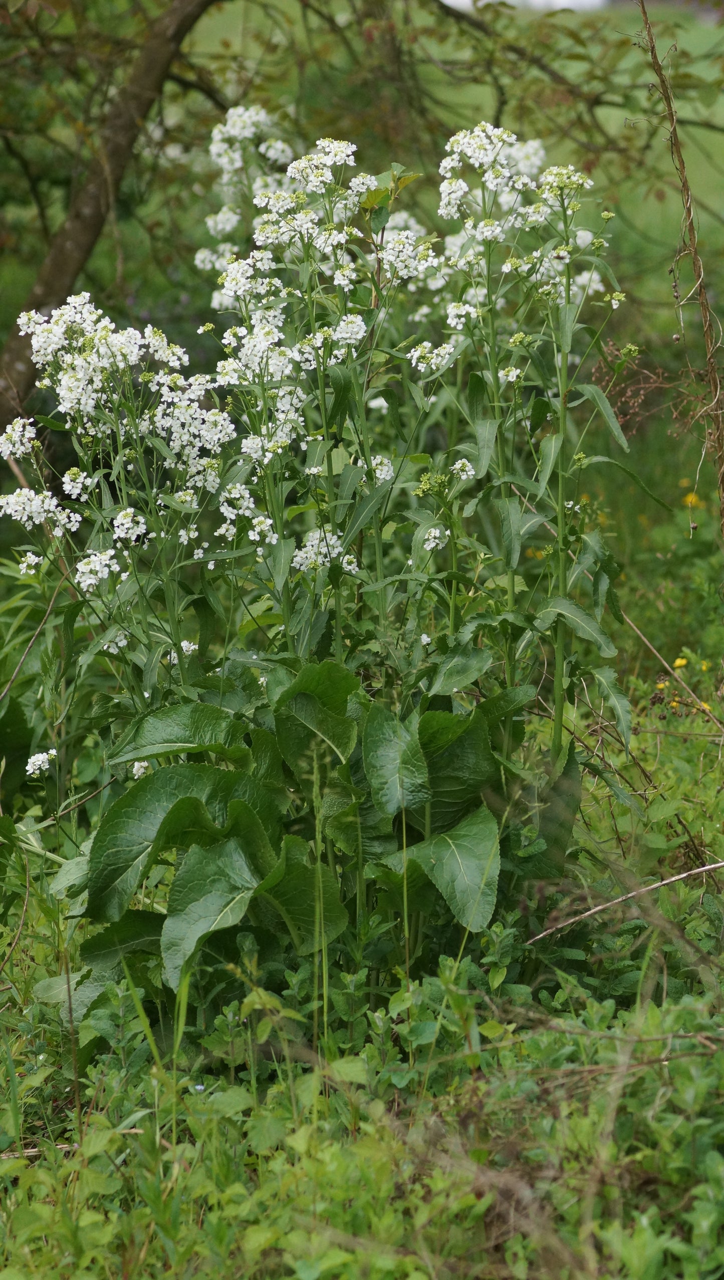 Armoracia rusticana - Meerrettich