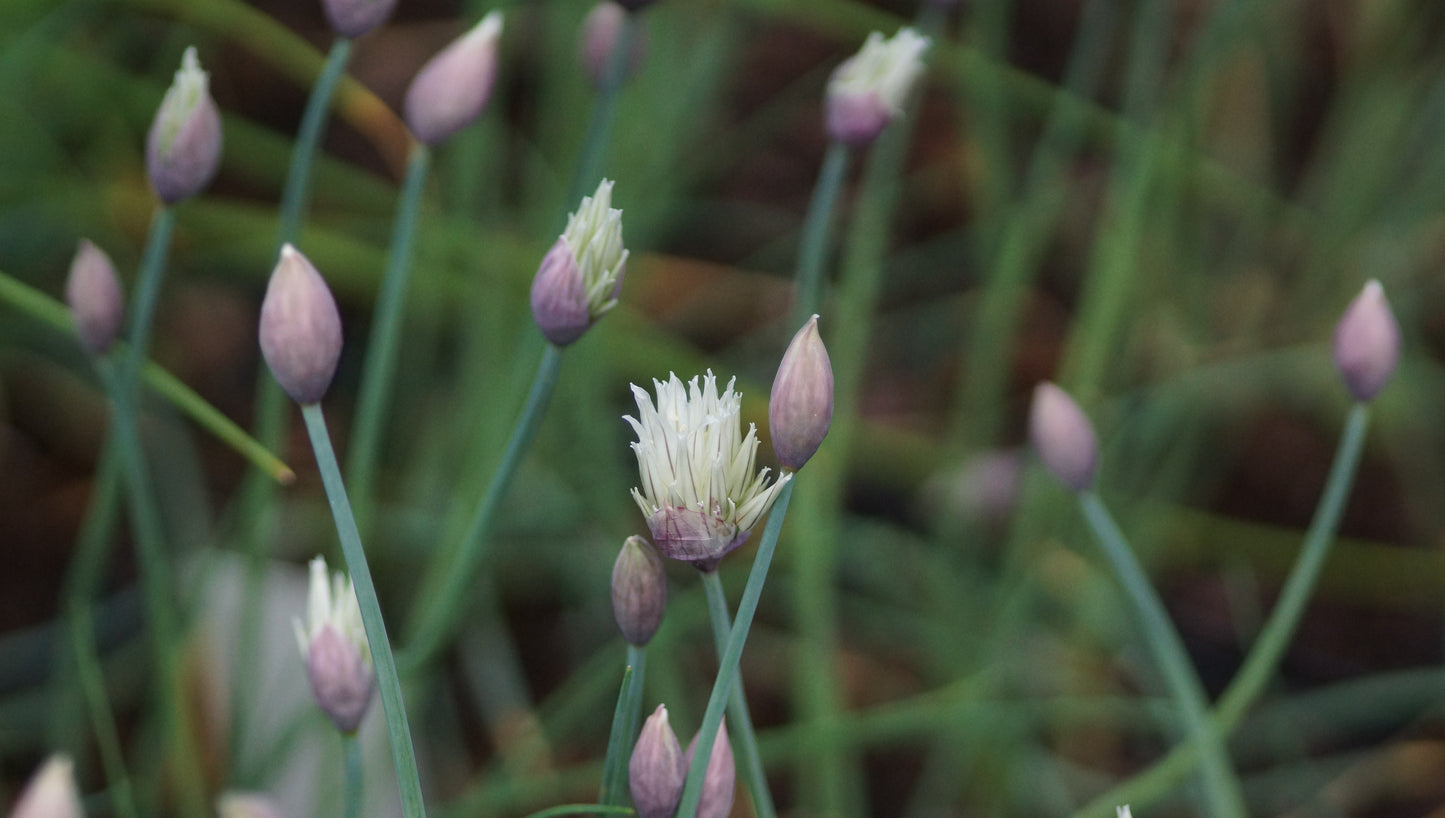Allium schoenoprasum 'Elbe' - Schnitt-Lauch