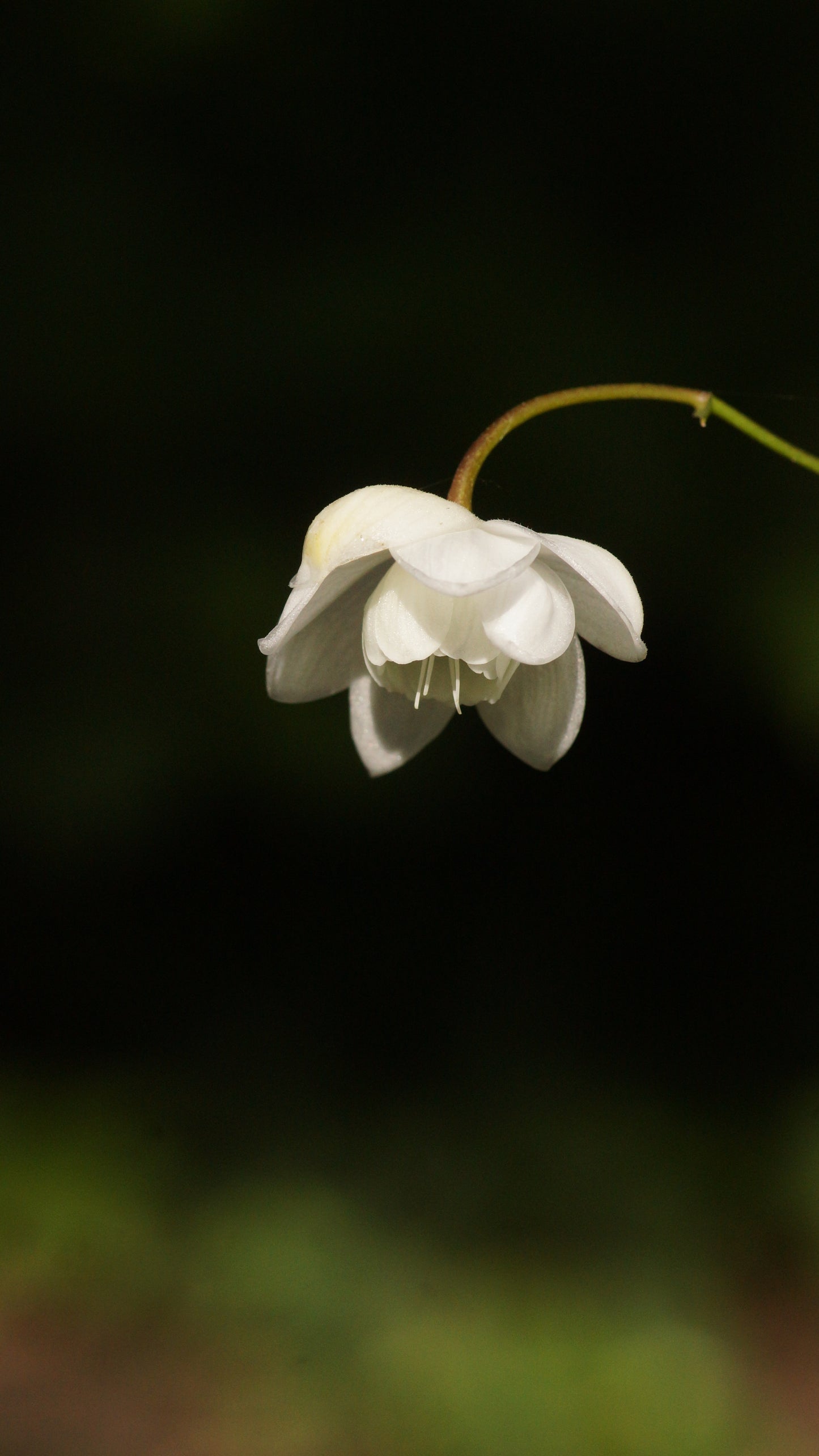 Anemonopsis macrophylla 'White Swan' - Japan-Scheinanemone
