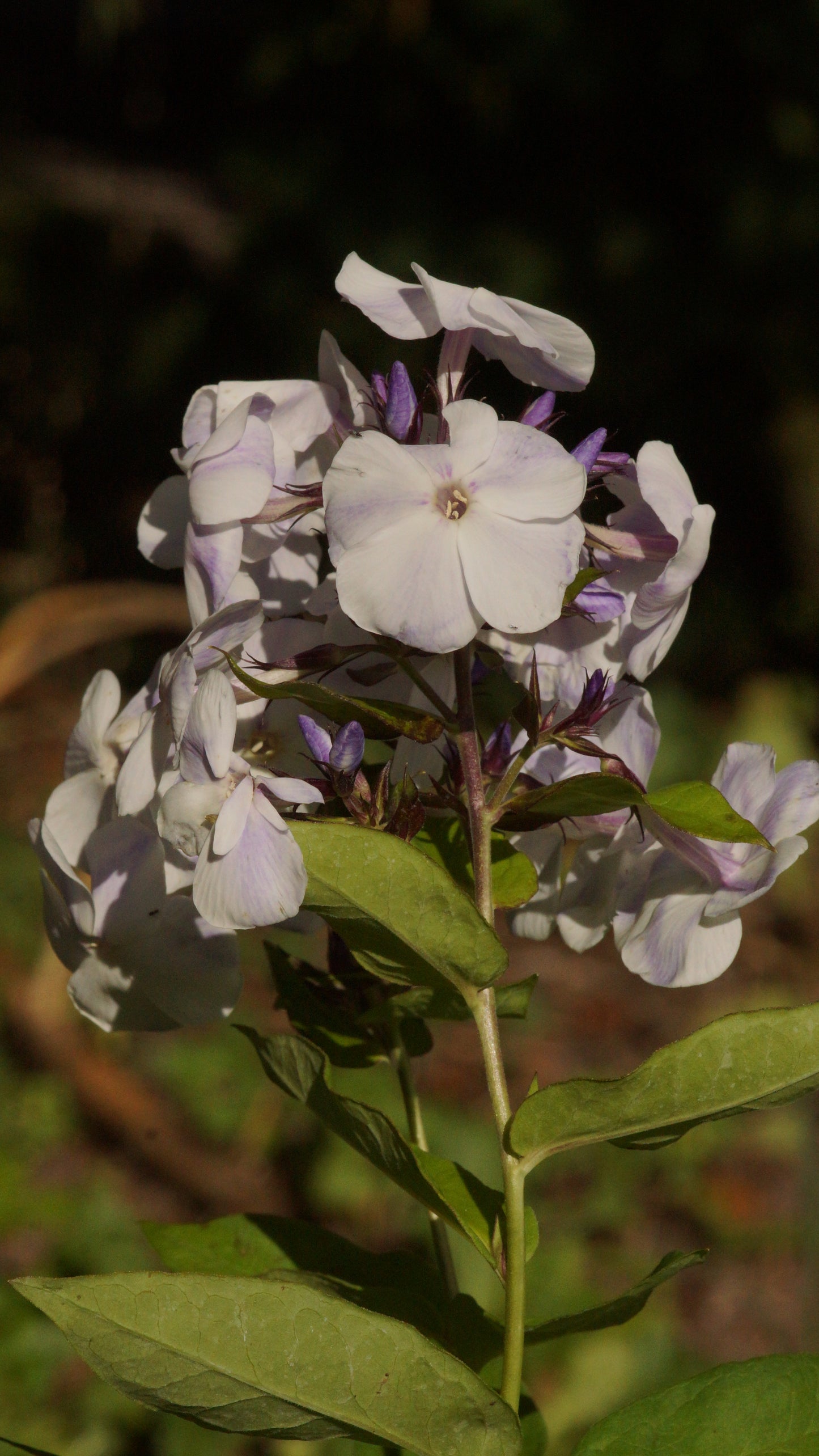 Phlox paniculata 'Schneerausch' - Hoher Stauden-Phlox