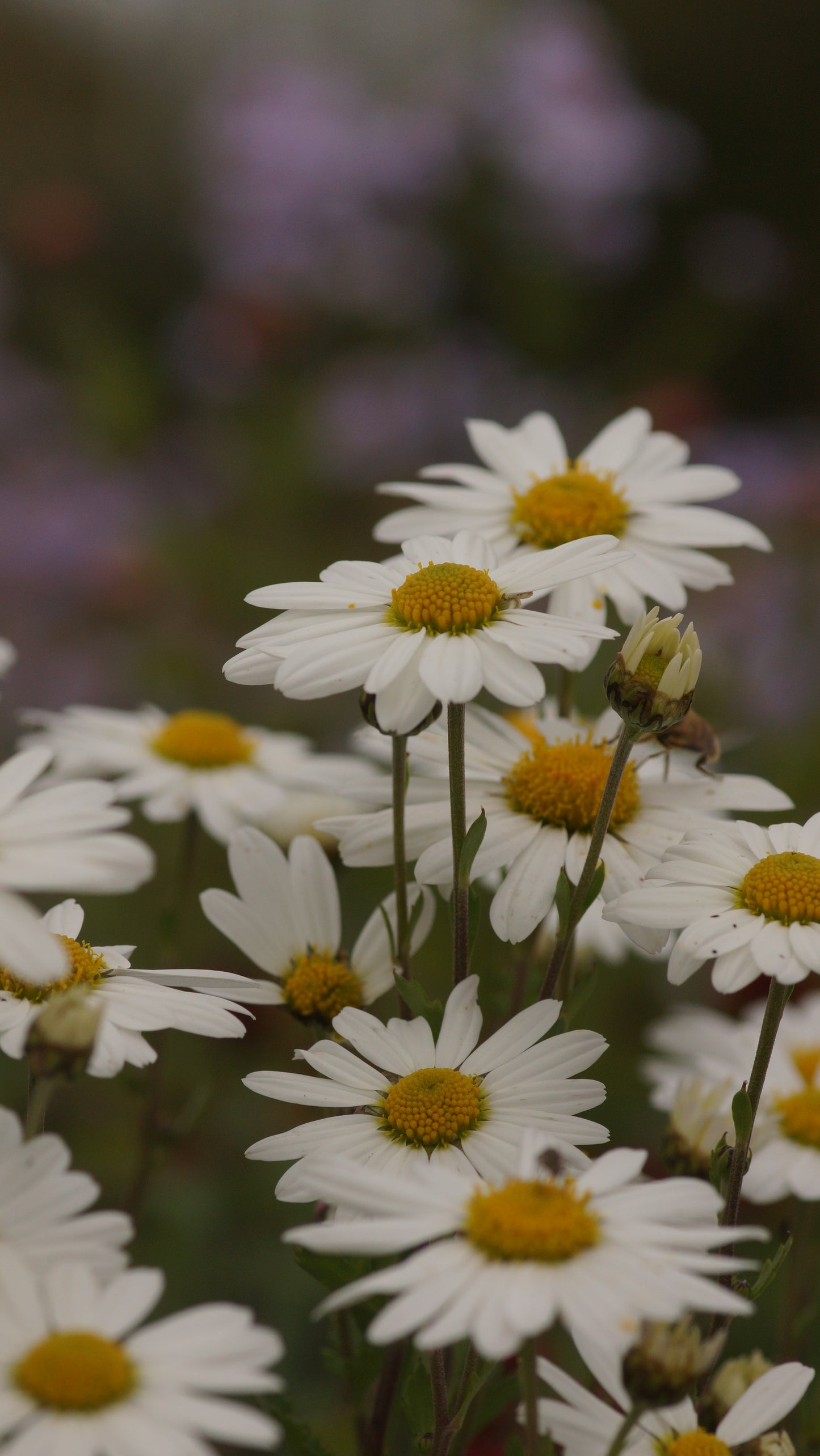 Arctanthemum arcticum 'Stella' - Grönlandmargerite