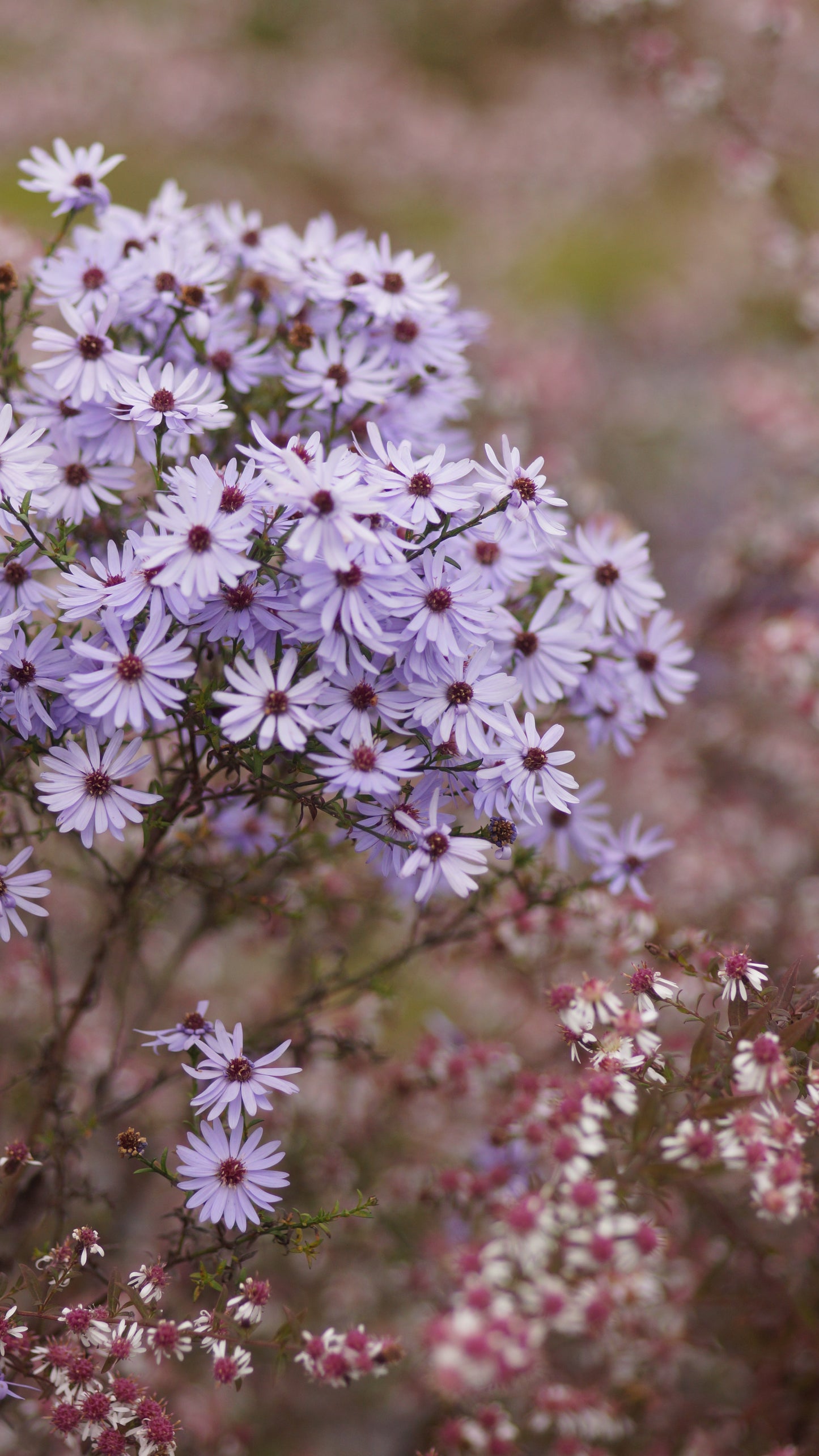Aster cordifolius 'Little Carlow' - Schleier-Aster