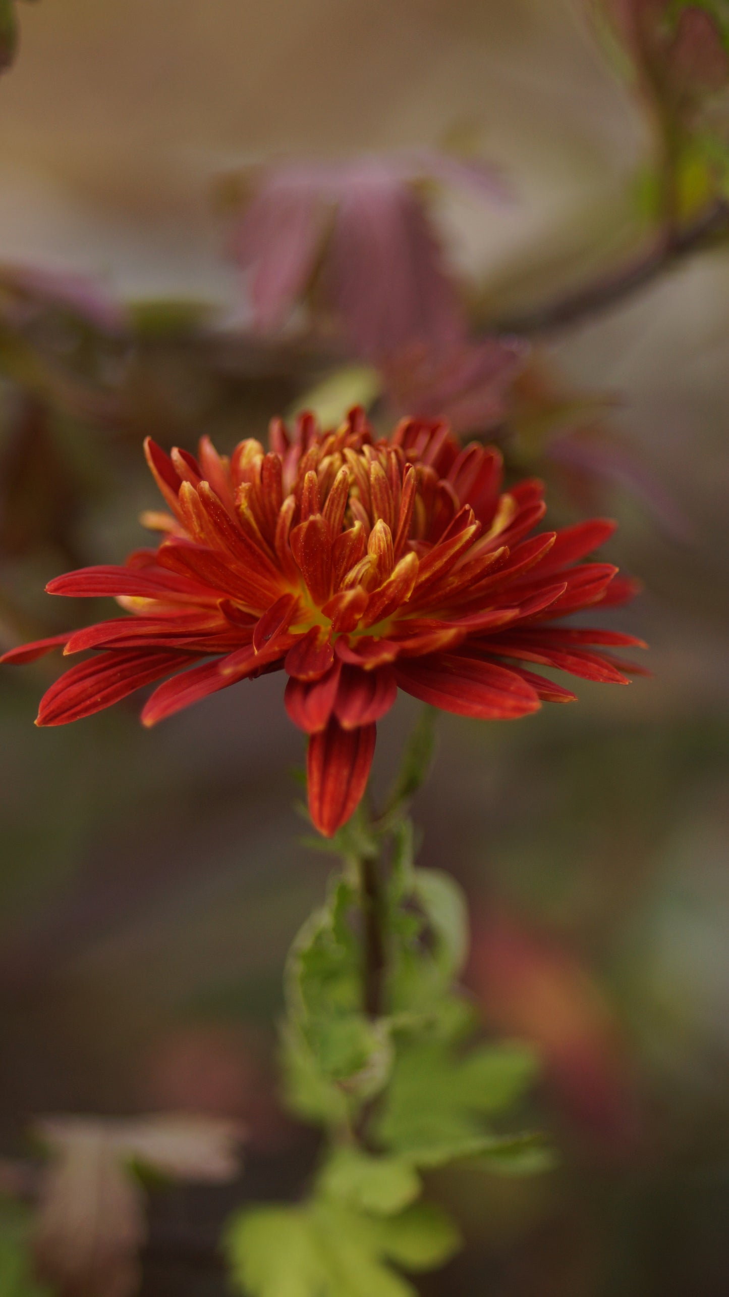Chrysanthemum Indicum-Hybride 'Brennpunkt' - Herbst-Chrysantheme