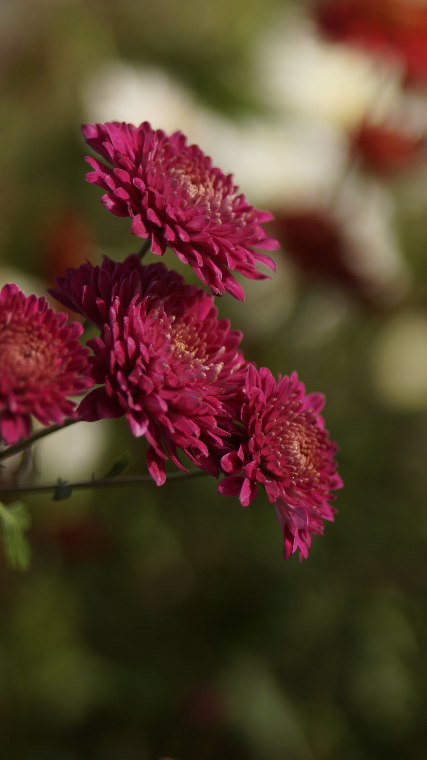 Chrysanthemum Indicum-Hybride 'Glarus' - Herbst-Chrysantheme