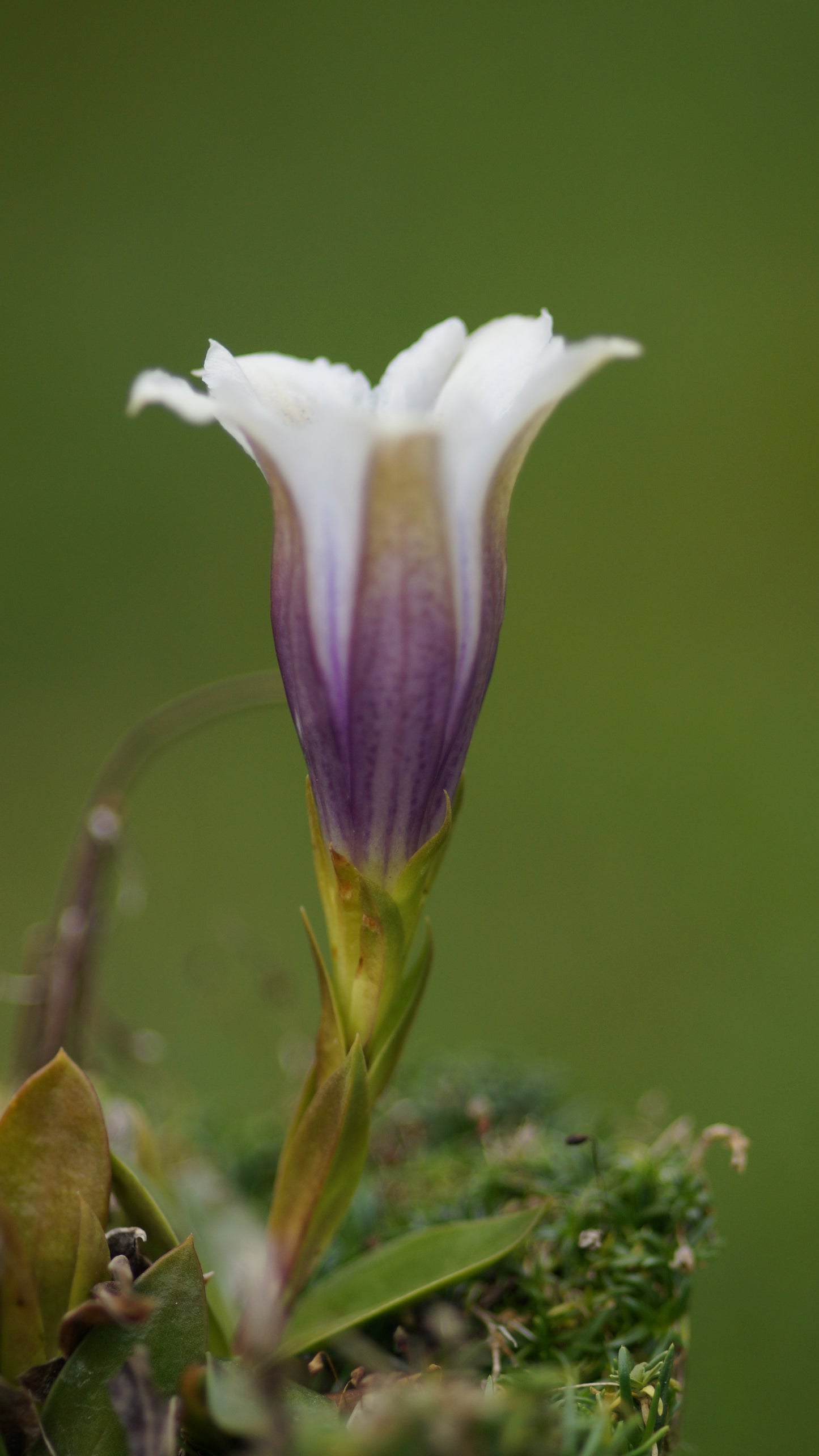 Gentiana clusii 'Albo-Caerulea' - Clusius-Enzain
