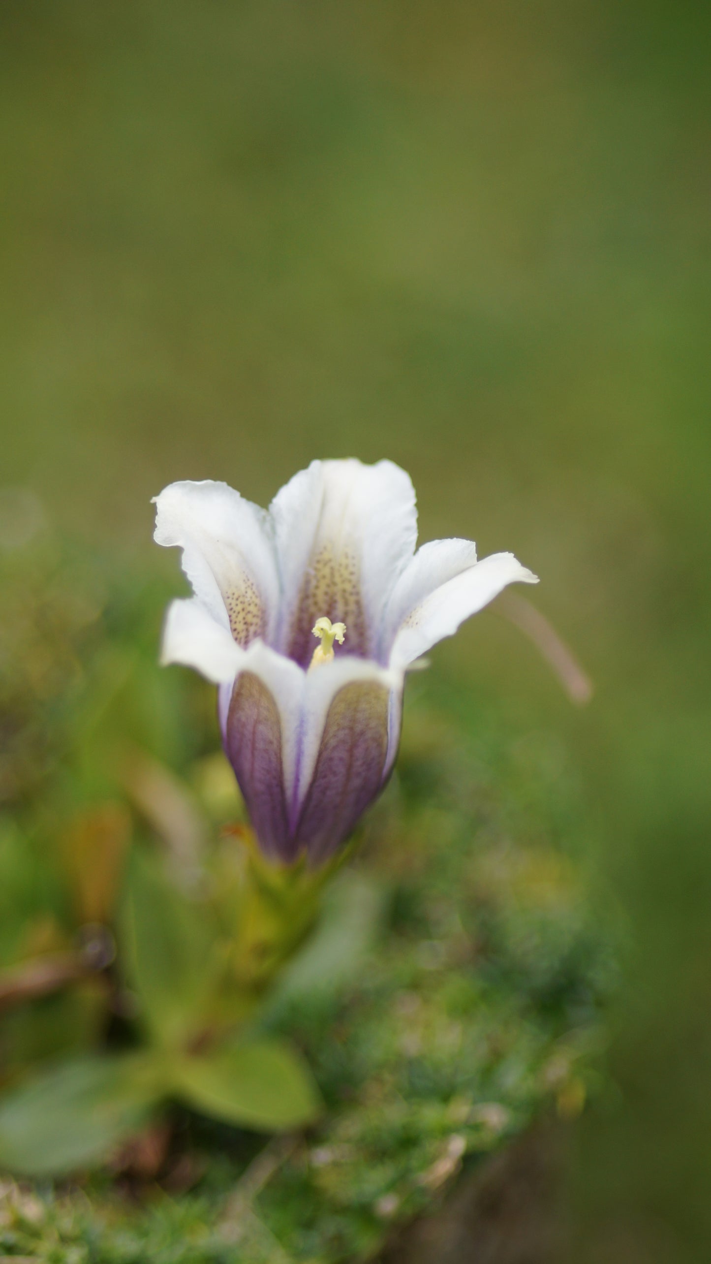 Gentiana clusii 'Albo-Caerulea' - Clusius-Enzain