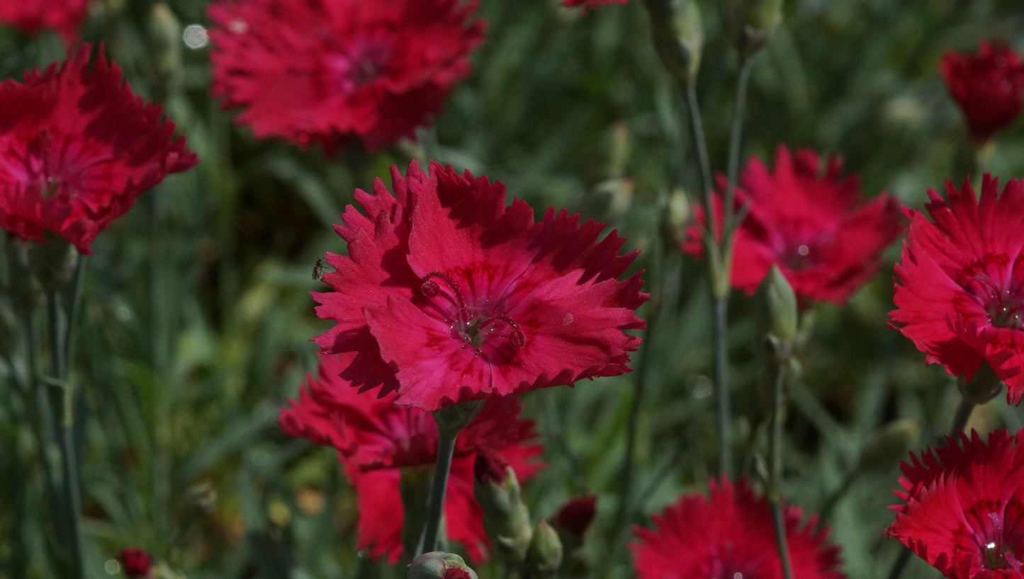 Dianthus gratianopolitanus 'Emmen' - Pfingst-Nelke
