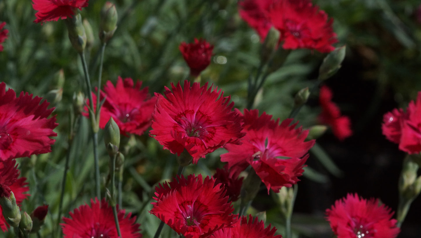 Dianthus gratianopolitanus 'Emmen' - Pfingst-Nelke